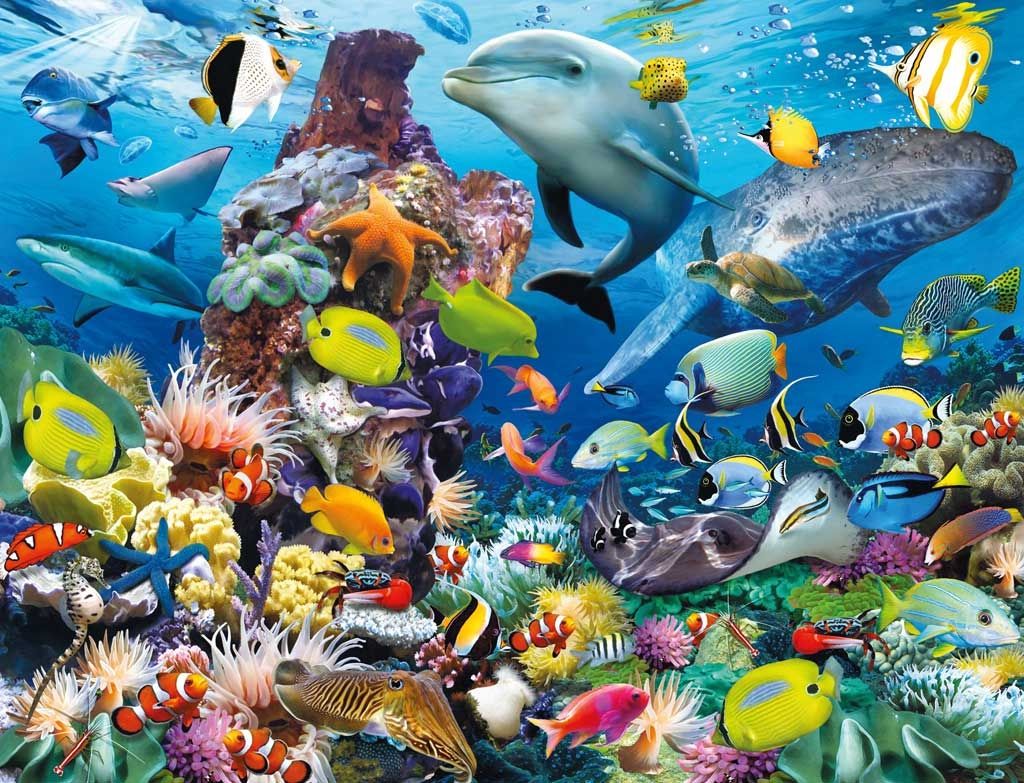 delfino pesci barriera collage, 1024x783 HD, Laptop
