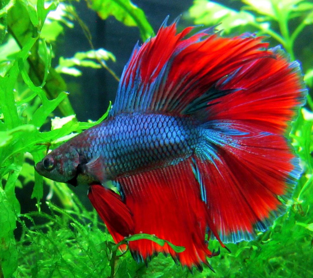 pesce betta rosso blu piante, 1024x910 HD, Desktop