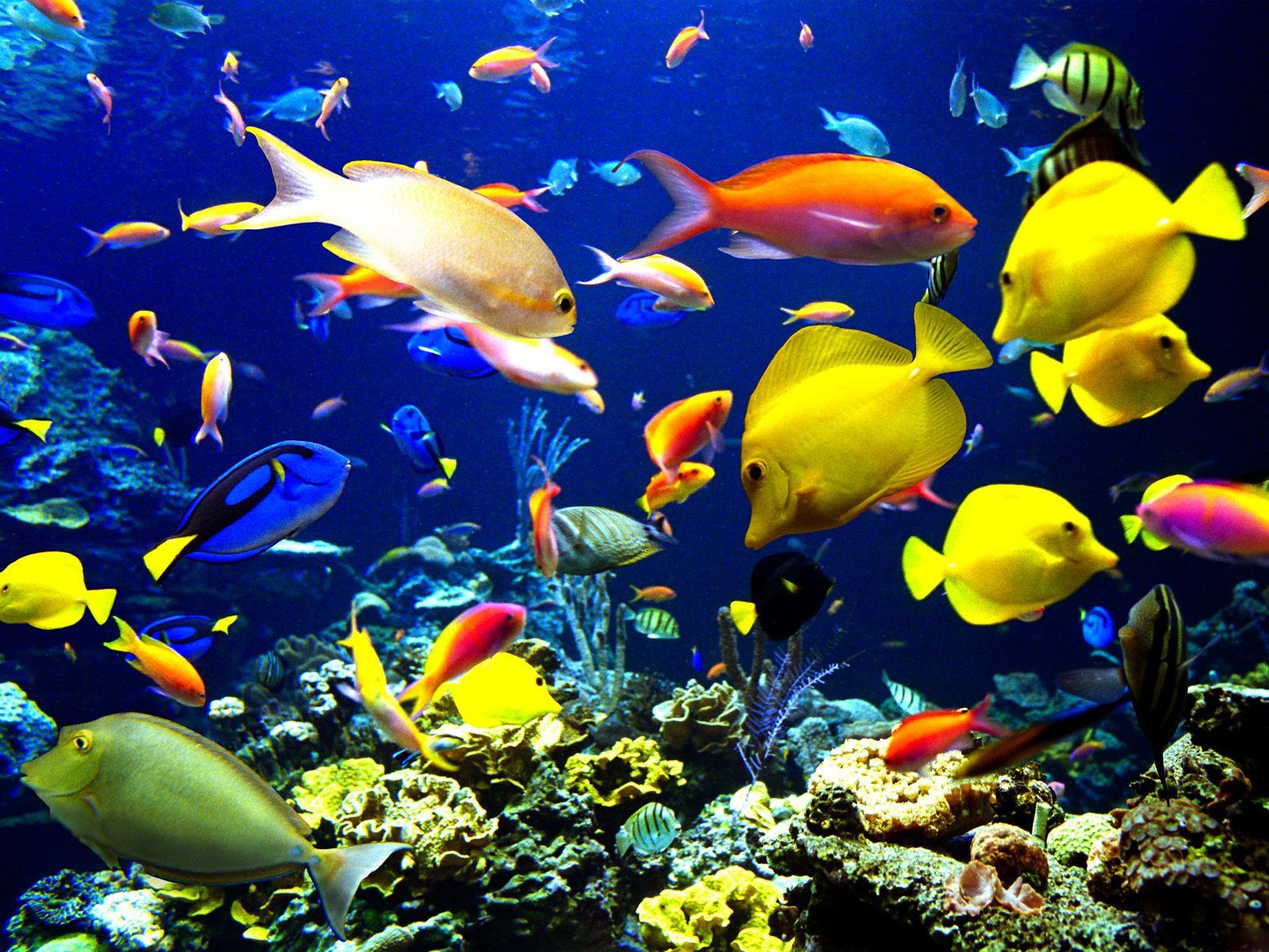banco pesci tropicali corallo, 1600x1200 HD, Desktop