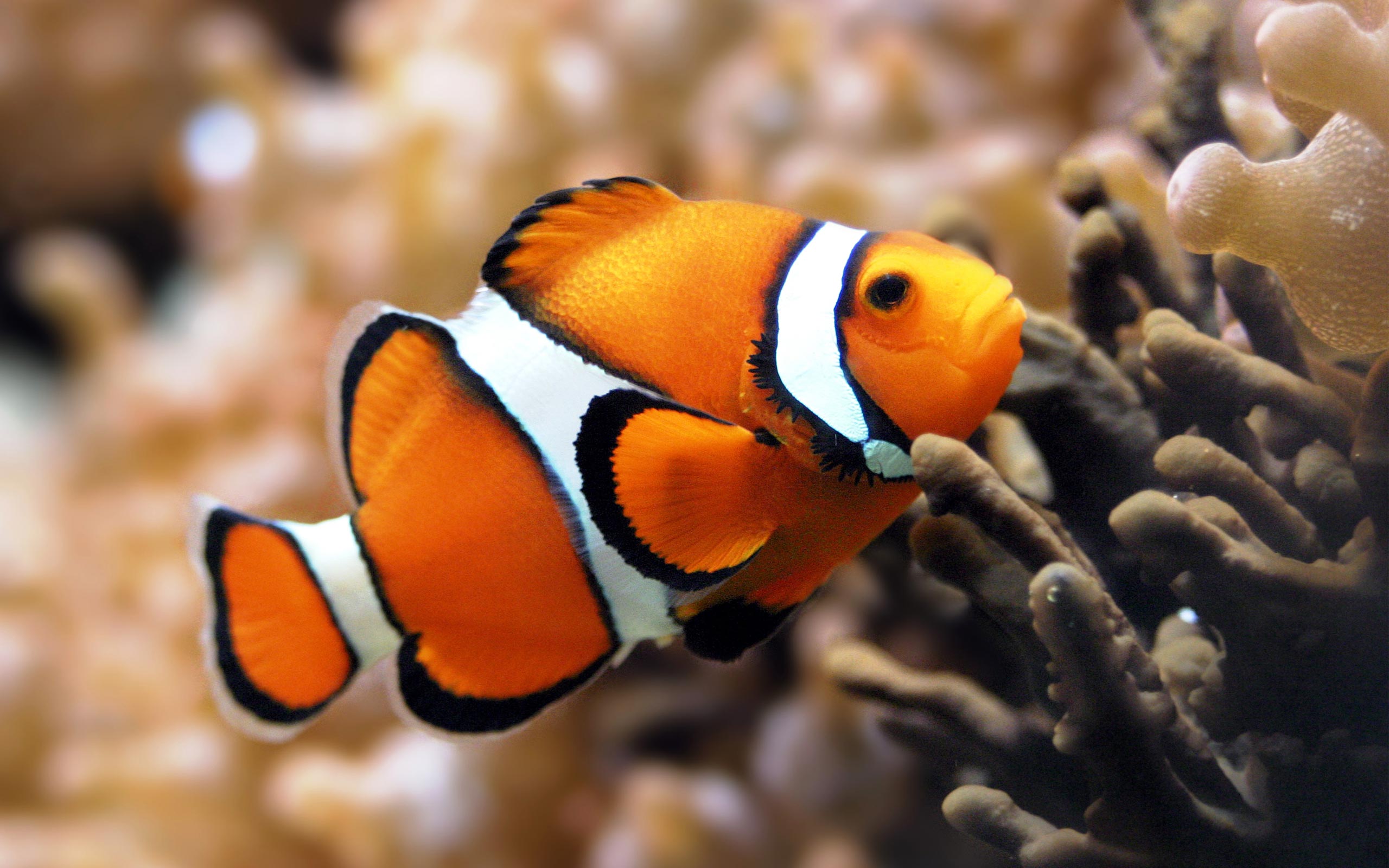pesce pagliaccio corallo, 2560x1600 2K, Desktop