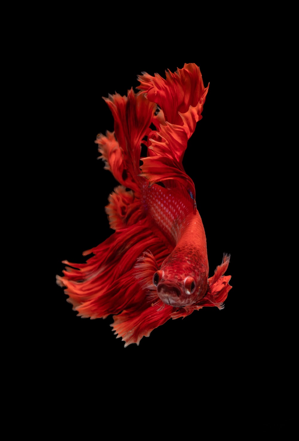 pesce betta rosso su nero, 1000x1474 Verticale, Mobile