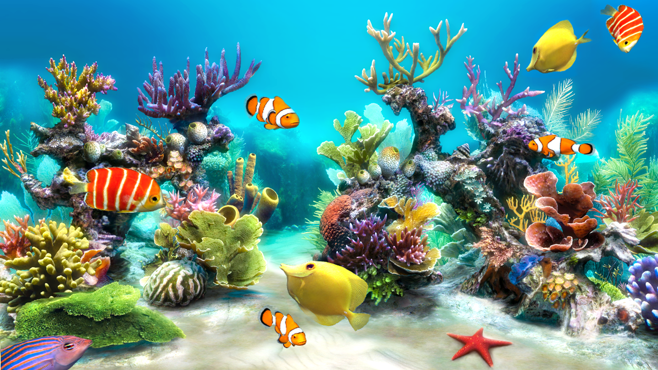 acquario corallo pesci pagliaccio, 1280x720 720p, Laptop