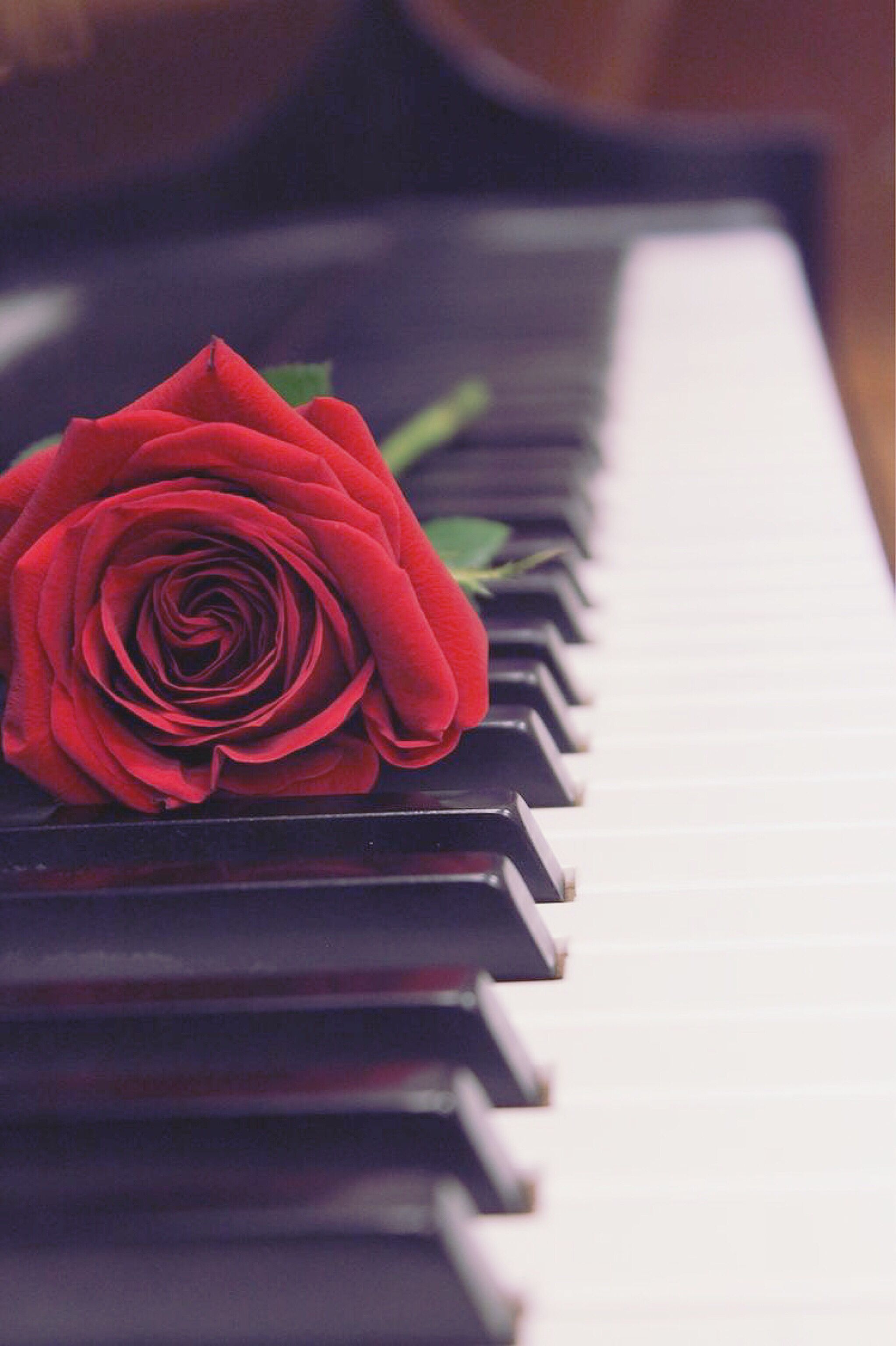 Rosa rossa su tasti pianoforte, 2046x3072 Full HD Verticale, Realme