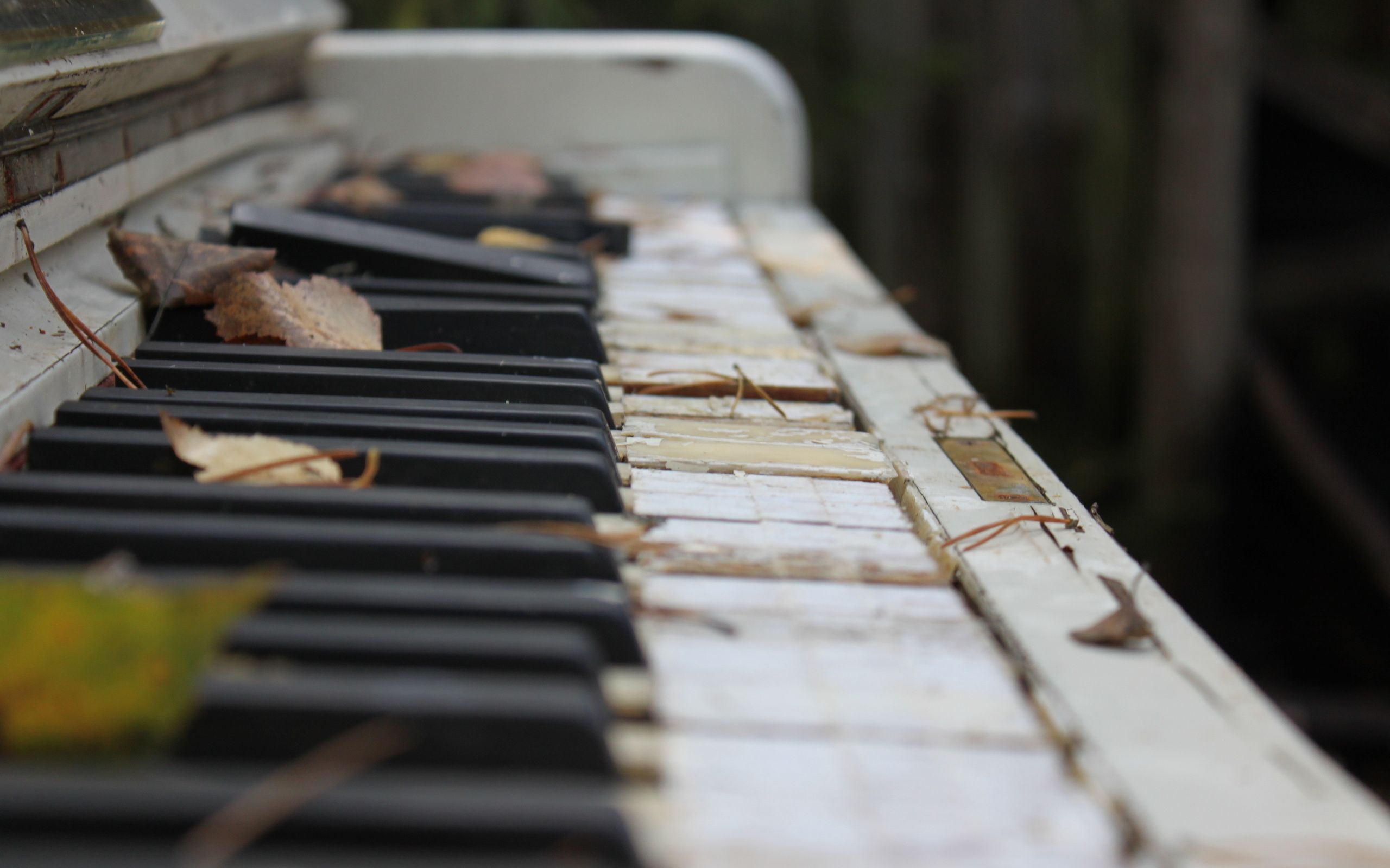 Pianoforte abbandonato con foglie, 2560x1600 2K+, Desktop