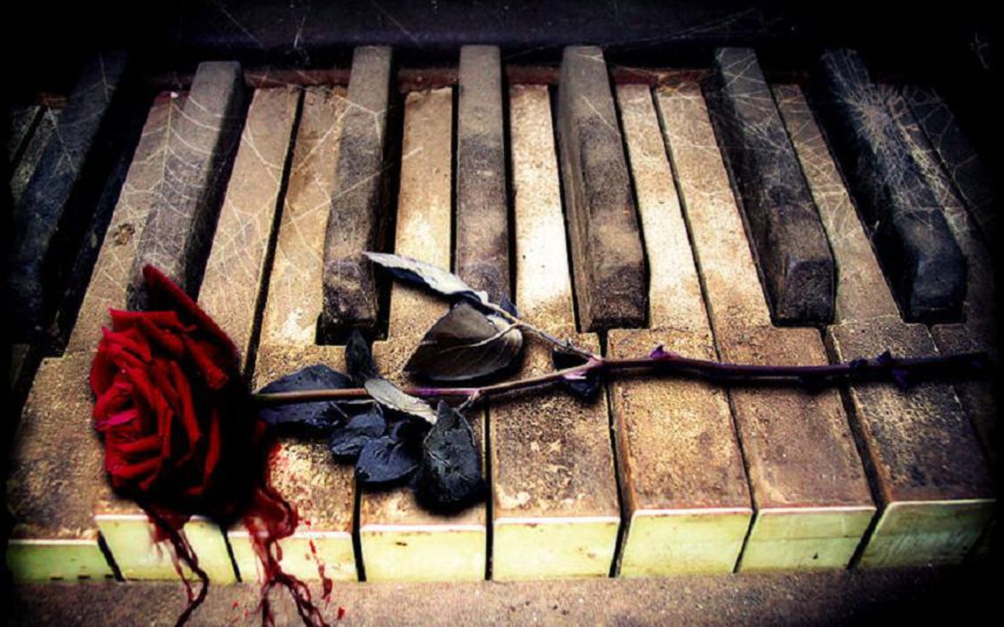 Rosa rossa su tasti pianoforte, 1440x900 HD, Desktop