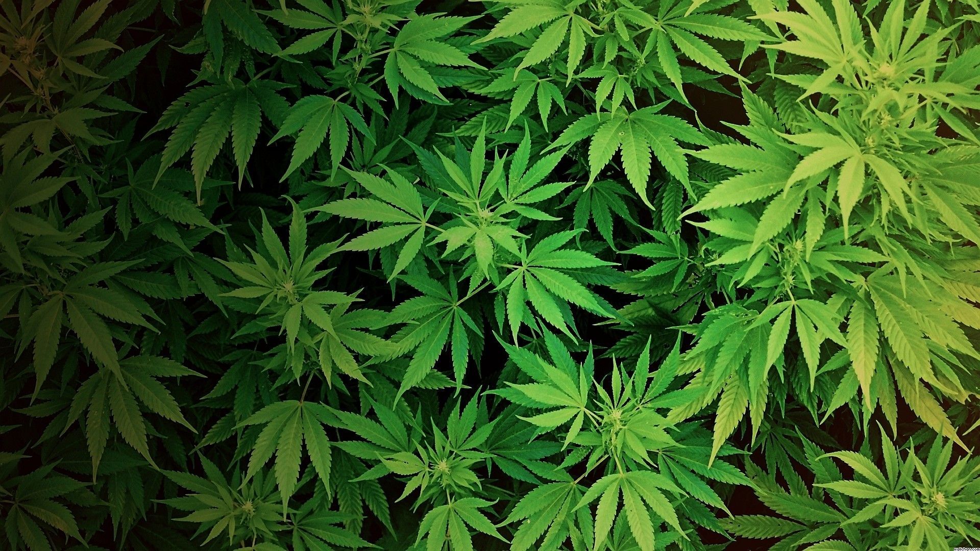 Foglia cannabis bandiera rasta, 1280x800 HD, Notebook Gaming