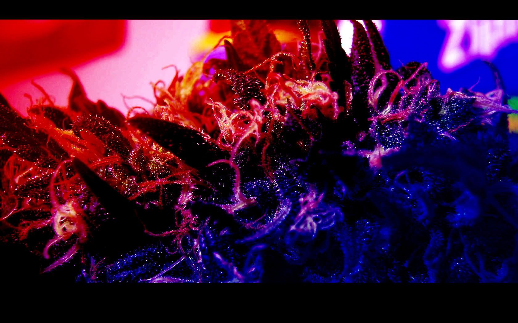Ragazza con canna di marijuana, 1024x844 HD, Desktop
