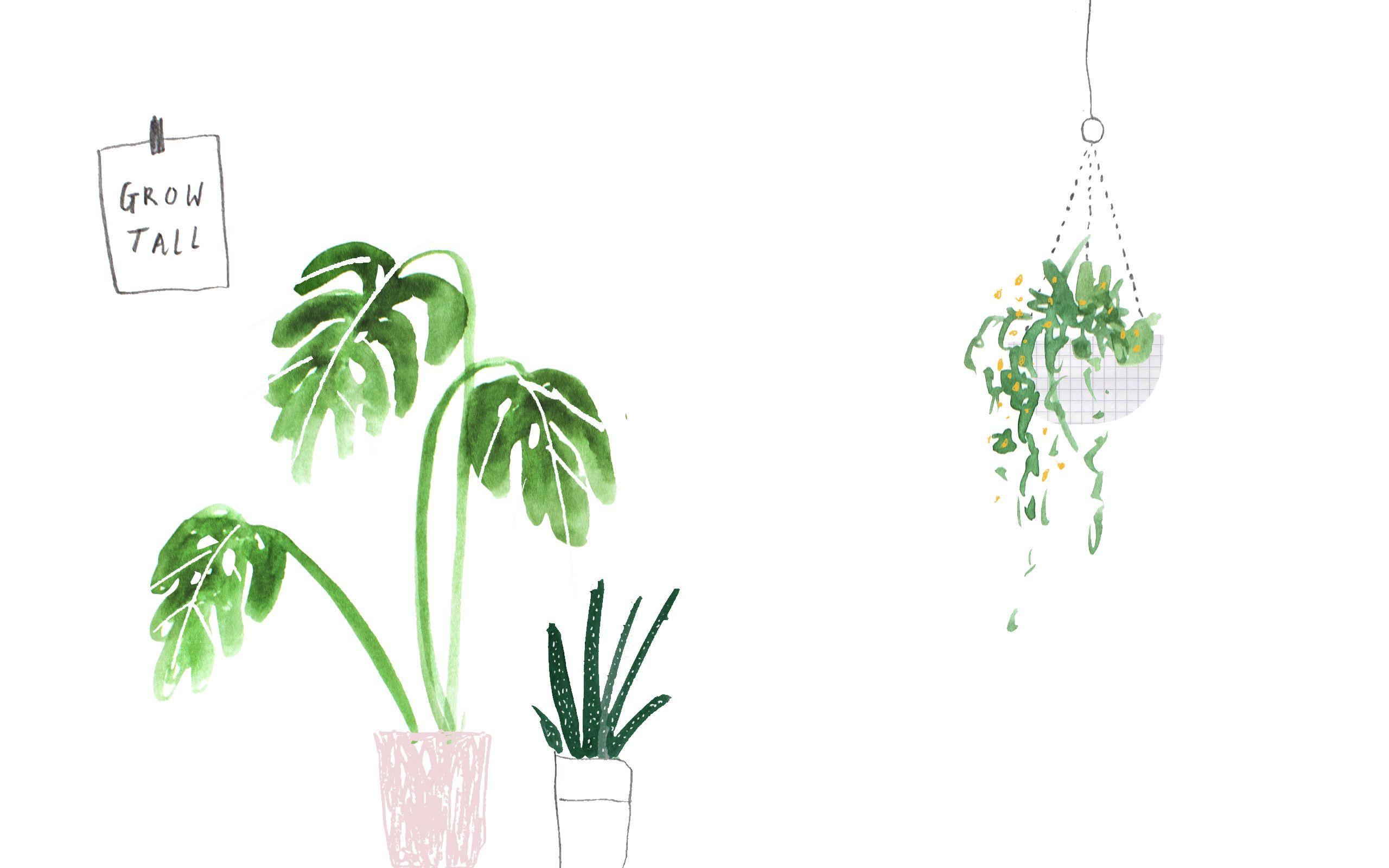 Piante illustrate in vasi carini, 2560x1600 2K+, PC