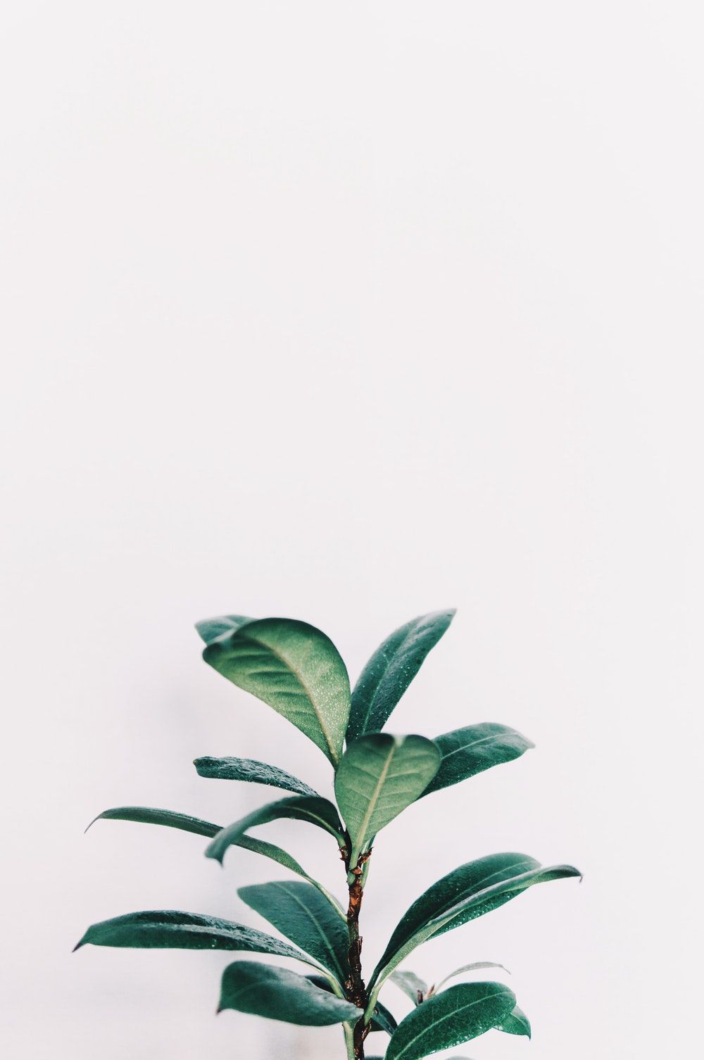 di Piante Minimaliste, 1000x1506 Full HD Verticale, Smartphone