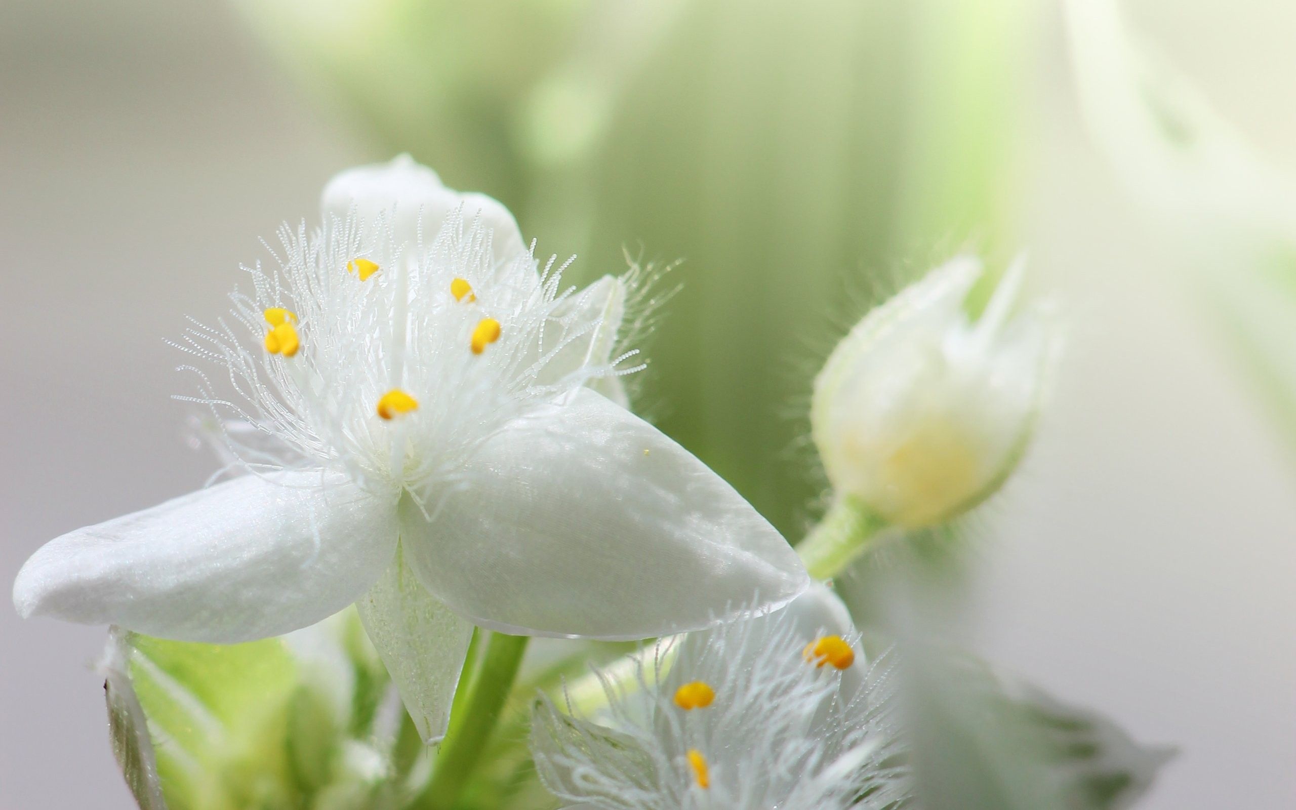 Fiore bianco con stami gialli, 2560x1600 2K+, MacBook Pro