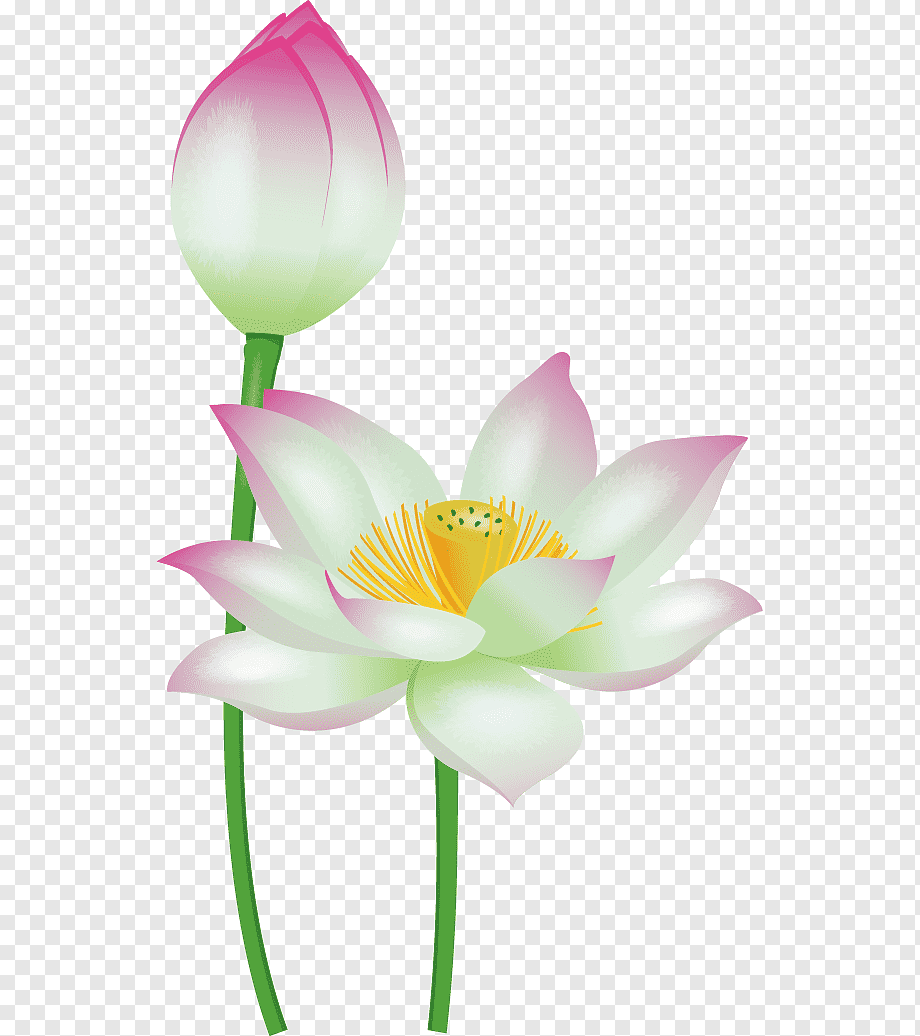 Fiori bianchi di ciliegio selvatico, 910x997 Full HD Verticale, iPhone