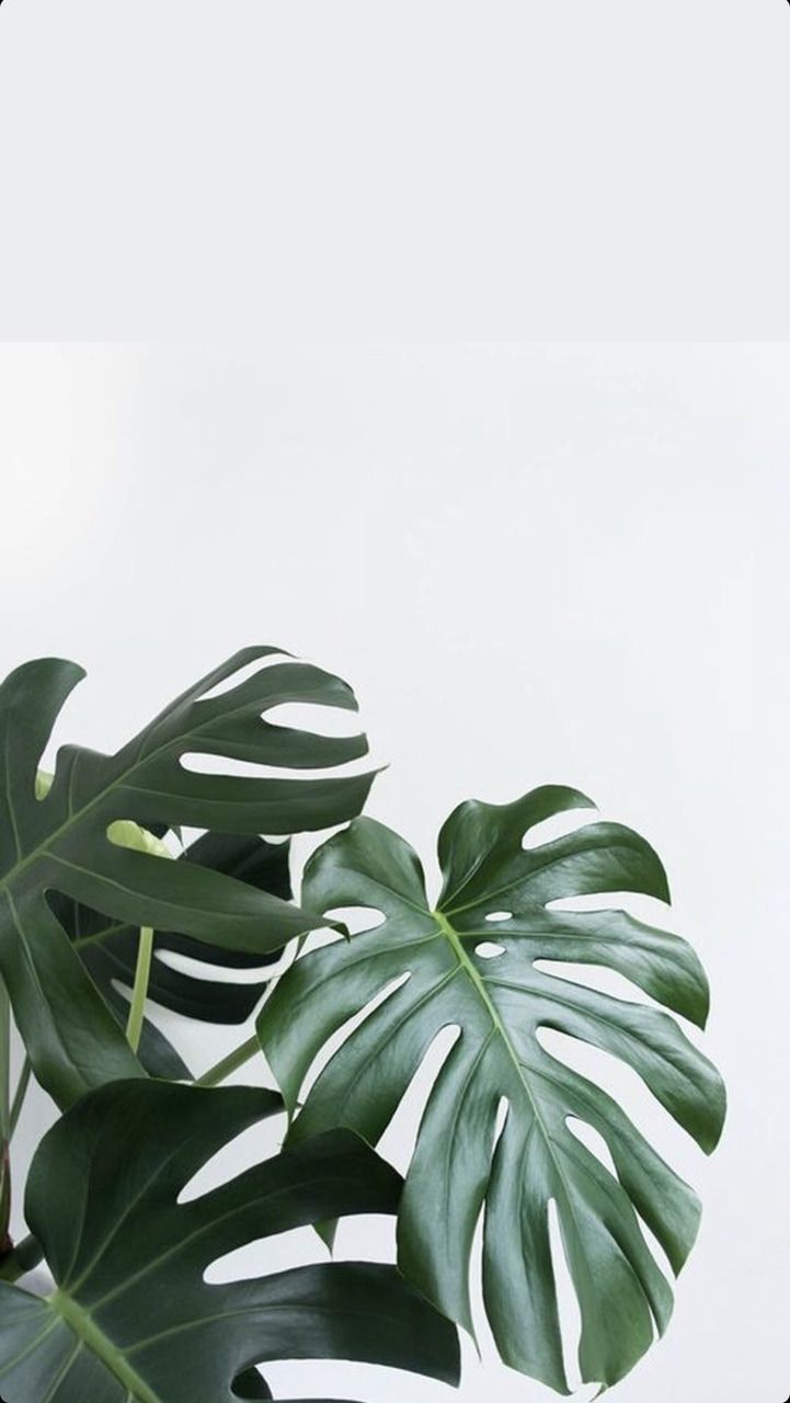 Foglie di monstera verde, 721x1280 Full HD Verticale, iPhone