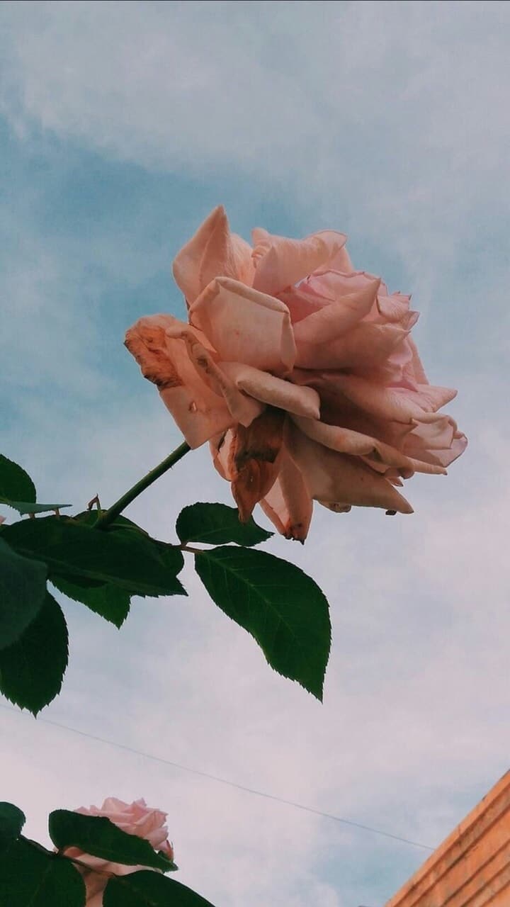 Rosa pastello contro cielo, 720x1280 Verticale, Telefono