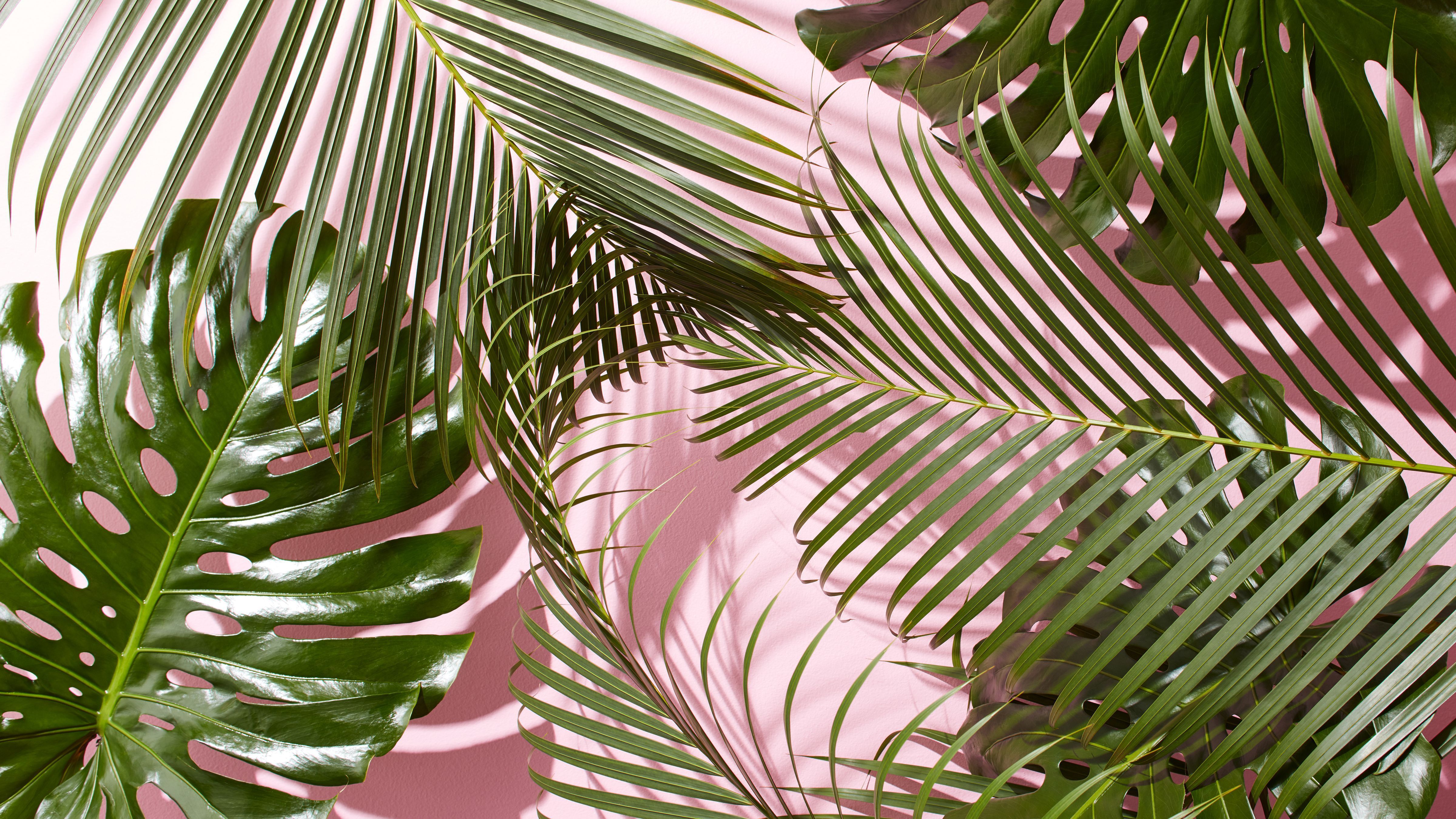 Foglie tropicali su rosa, 4800x2700 UHD, PC 4K