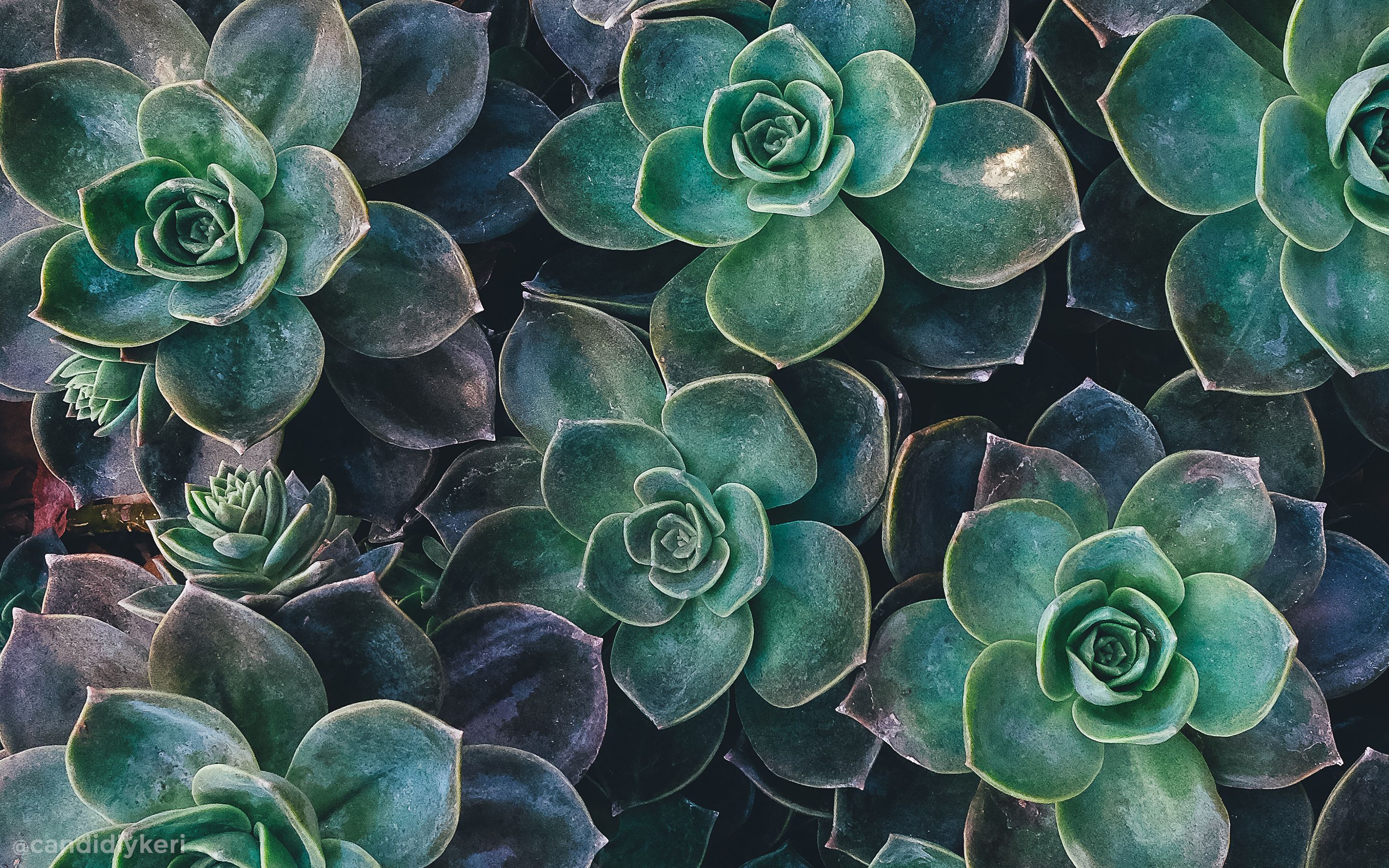 Piante grasse verdi viola, 2880x1800 2K+, Desktop