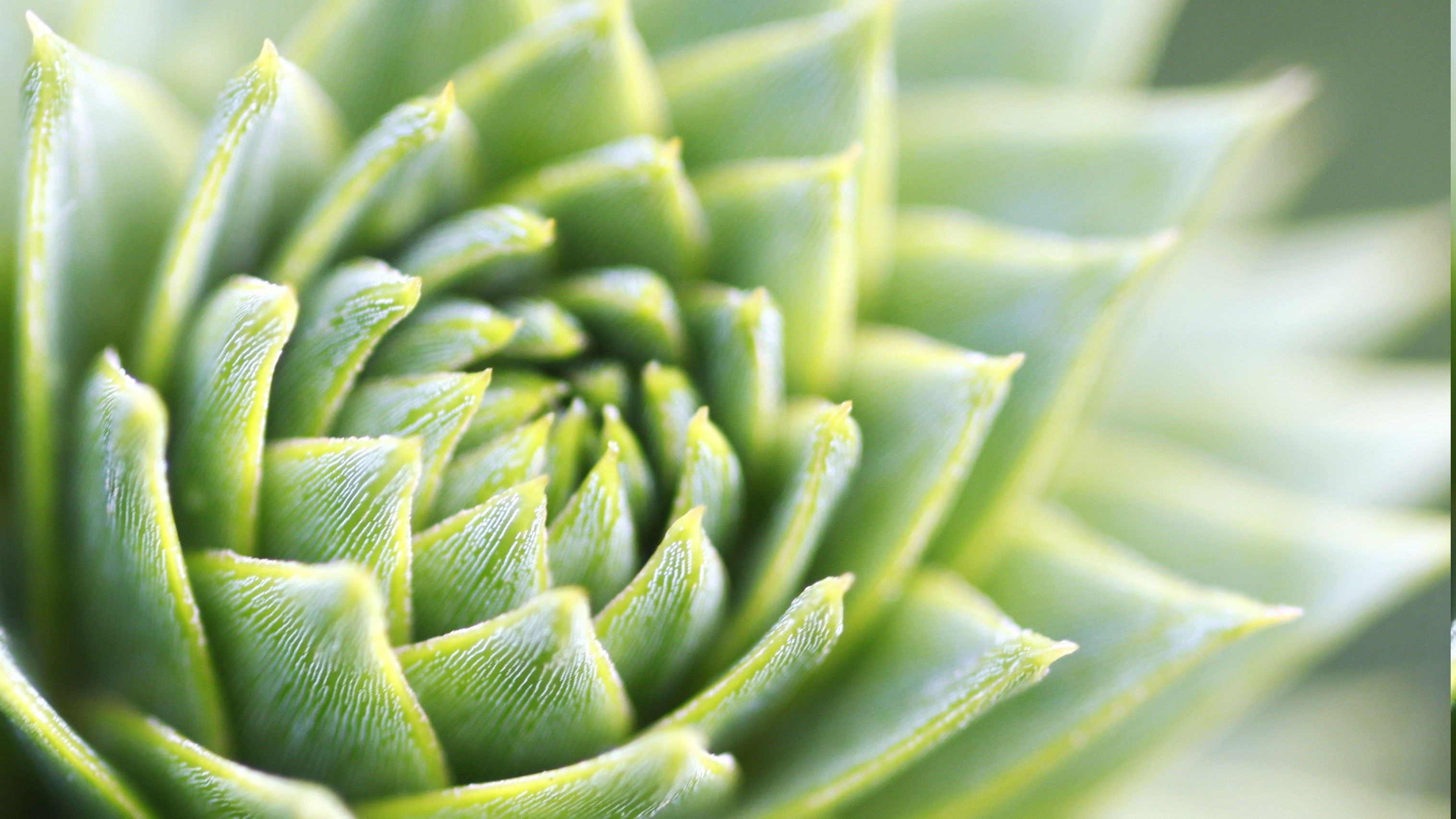 Pianta grassa a spirale verde, 3035x1707 2K+, Desktop