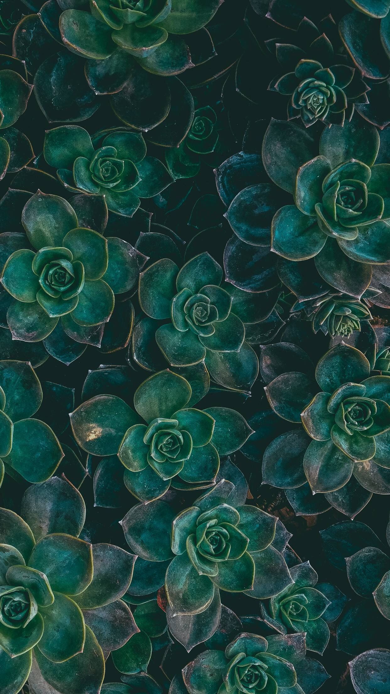 Piante grasse verdi scure, 1242x2208 Verticale, Xiaomi