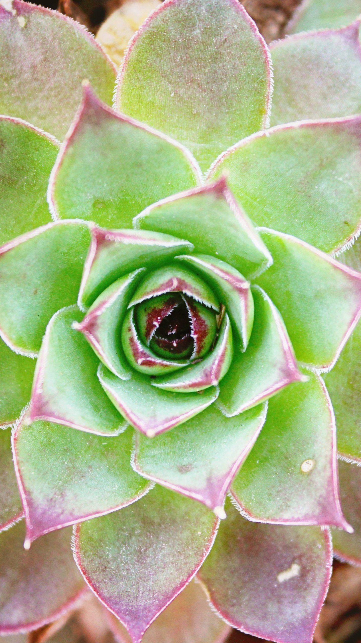 Foglie tropicali verdi acquerello, 1856x1161 HD, PC
