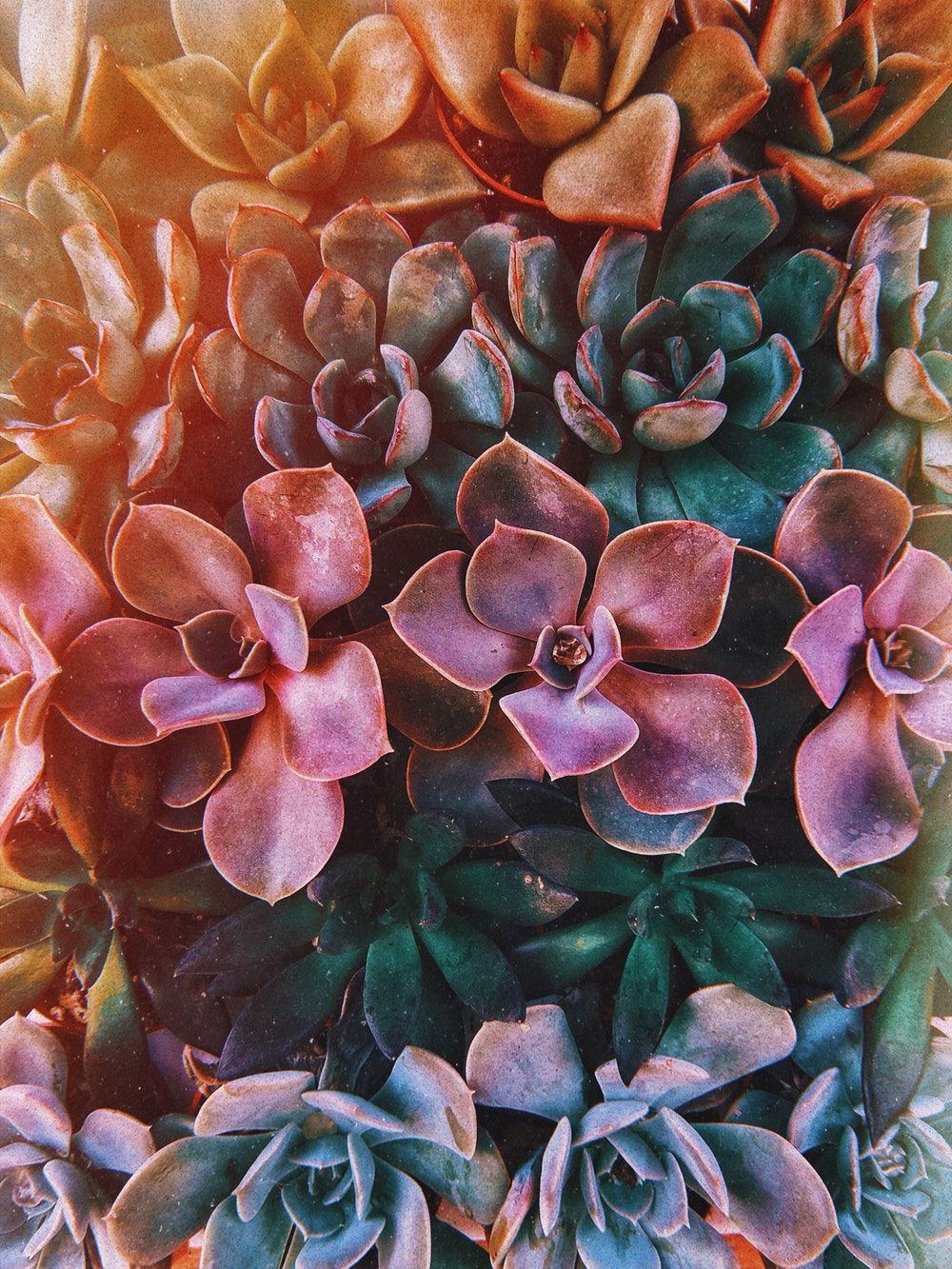 Cactus acquerello verde, 1466x917 720p, Monitor Gaming