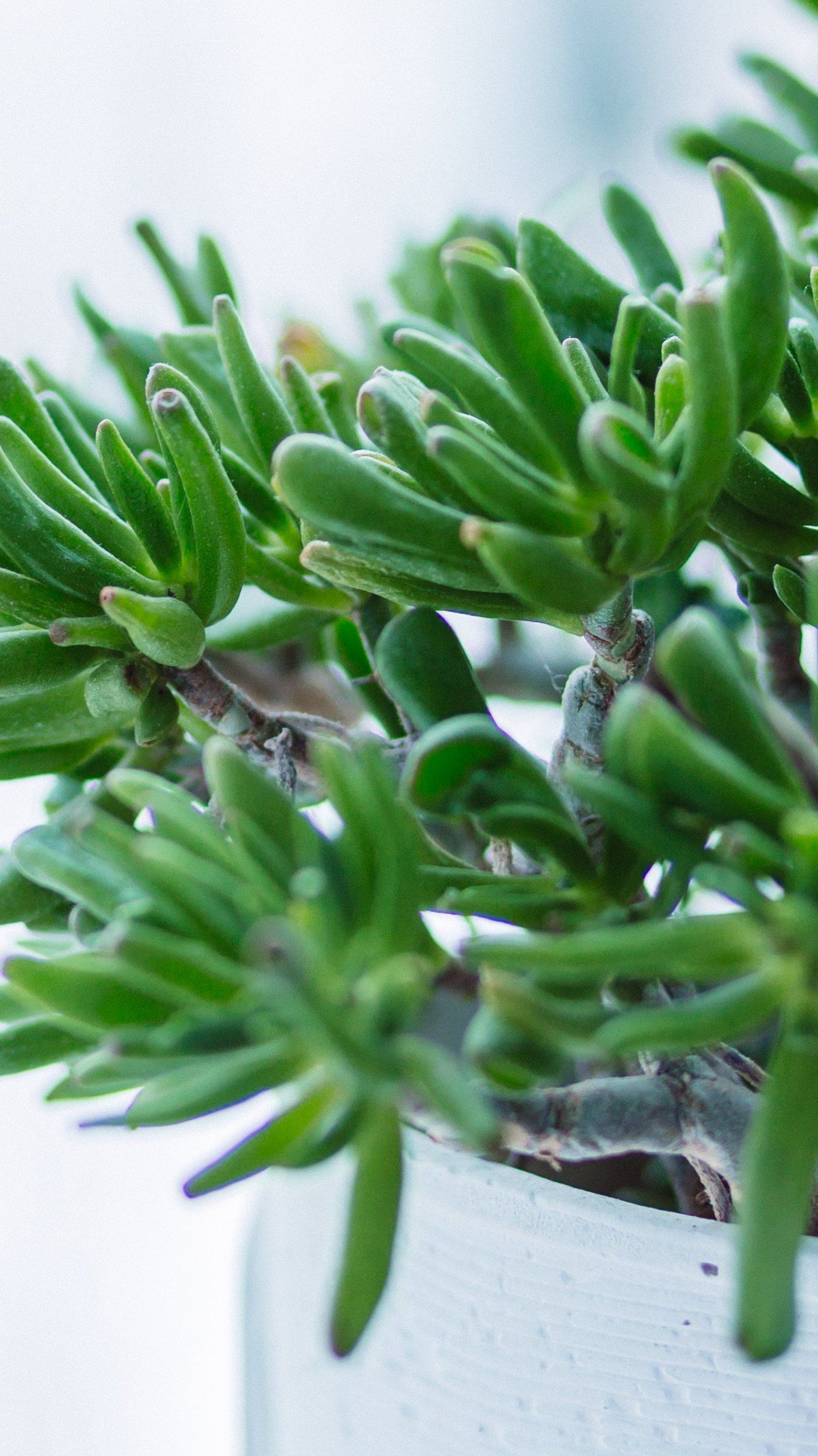 Piante grasse rosa e verdi, 1000x1333 Verticale, Android