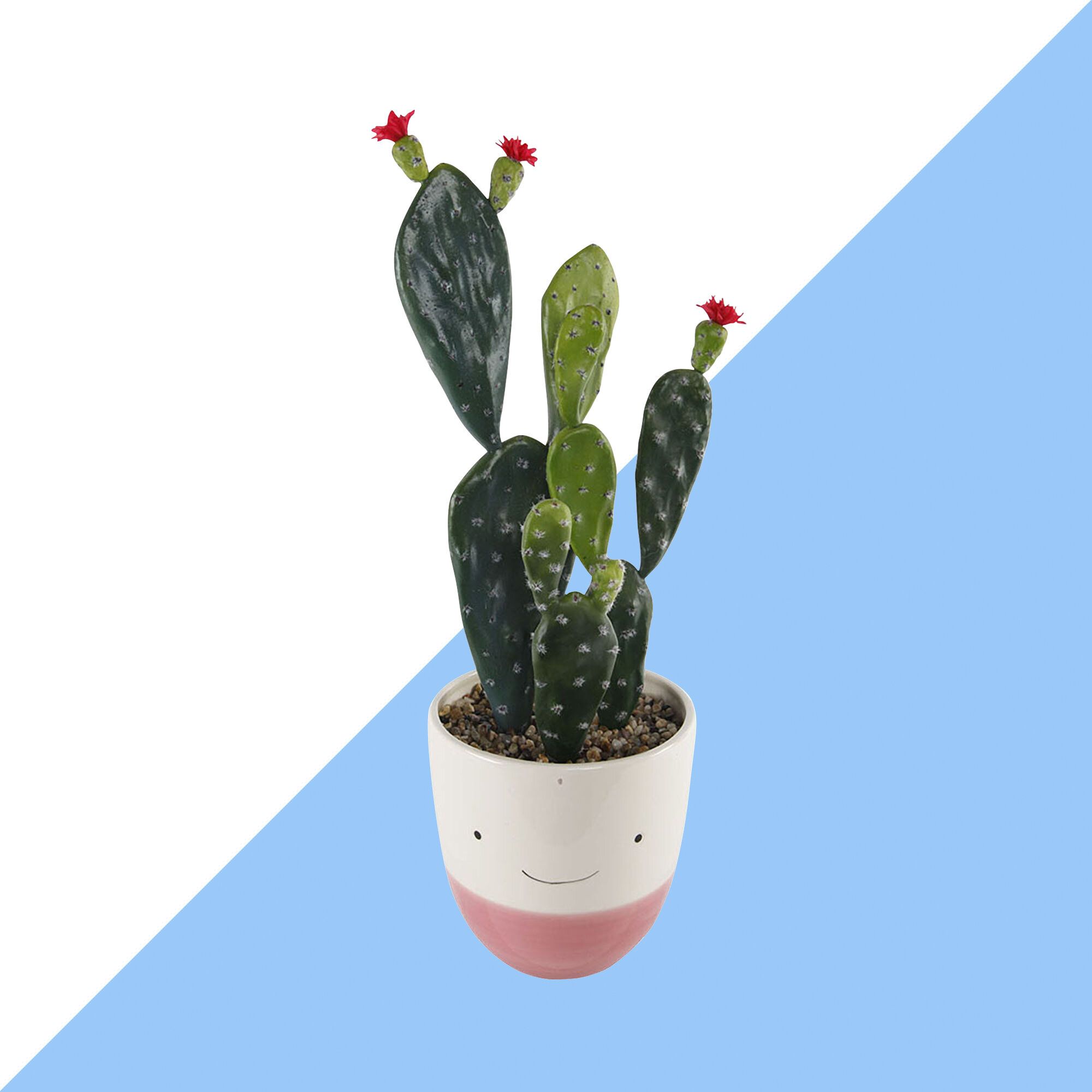 Pianta di aloe vera, 1920x1080 Full HD, PC