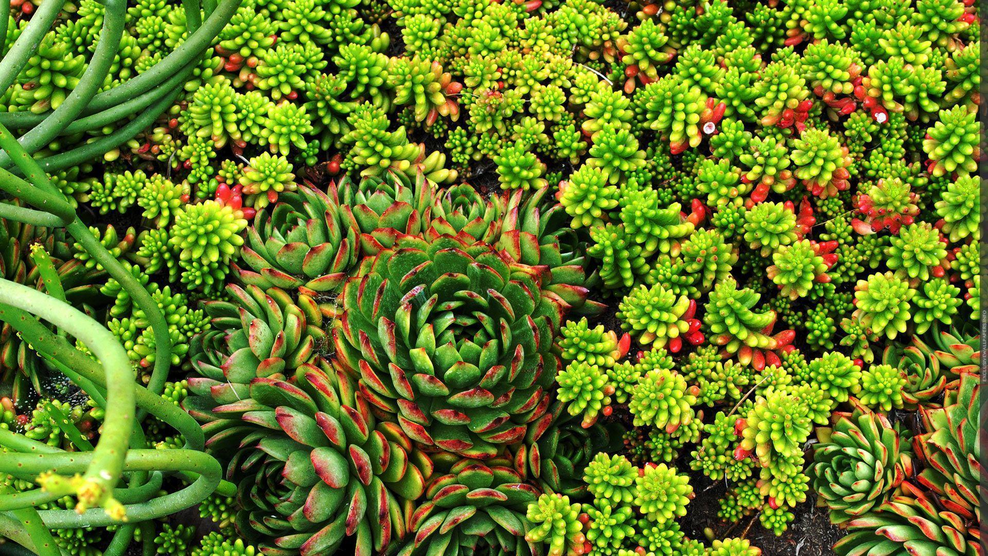 Piante grasse in vasi bianchi, 1366x768 HD, Desktop
