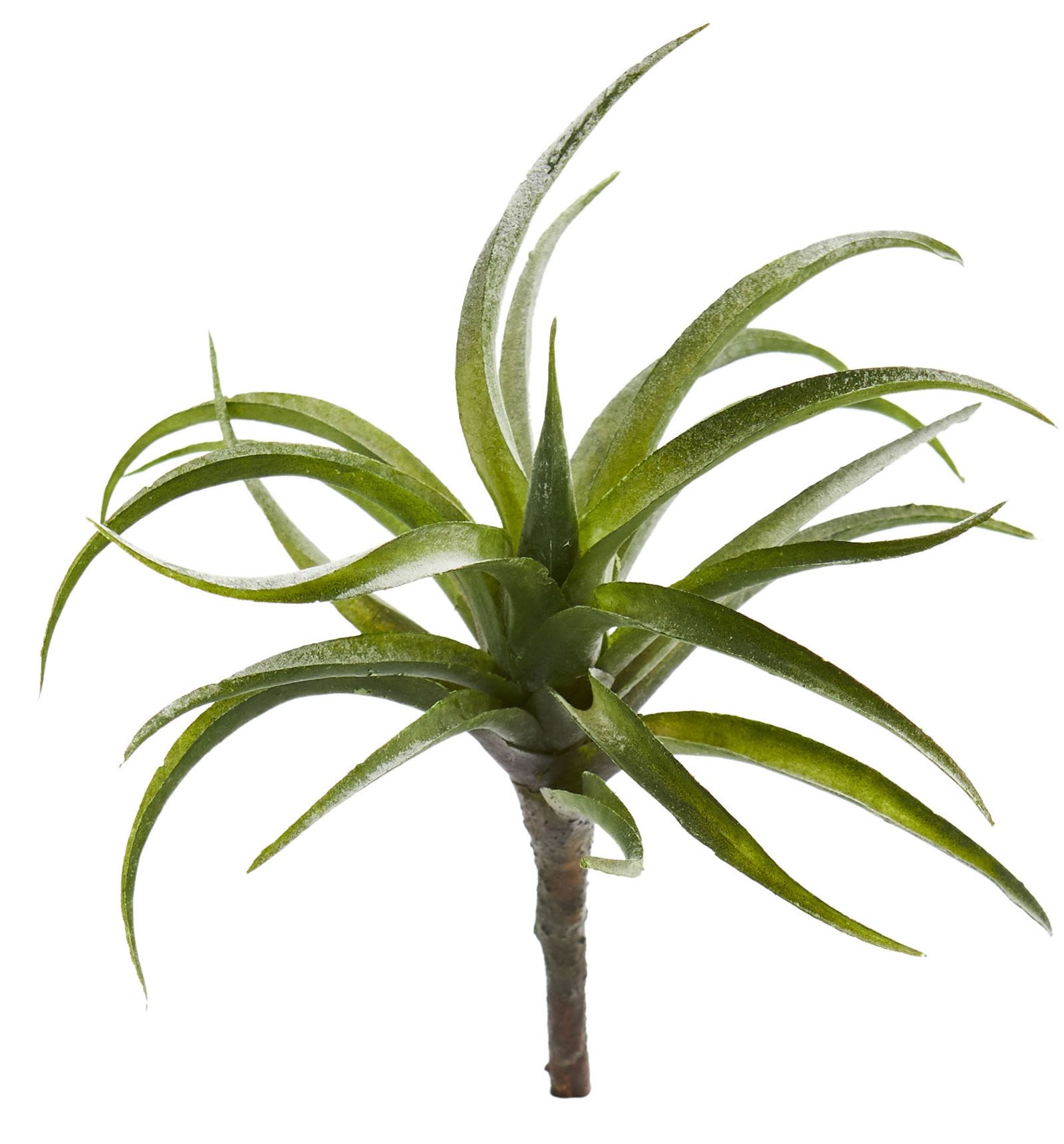 Cactus e piante grasse illustrati, 2400x1500 alta risoluzione, Monitor Gaming