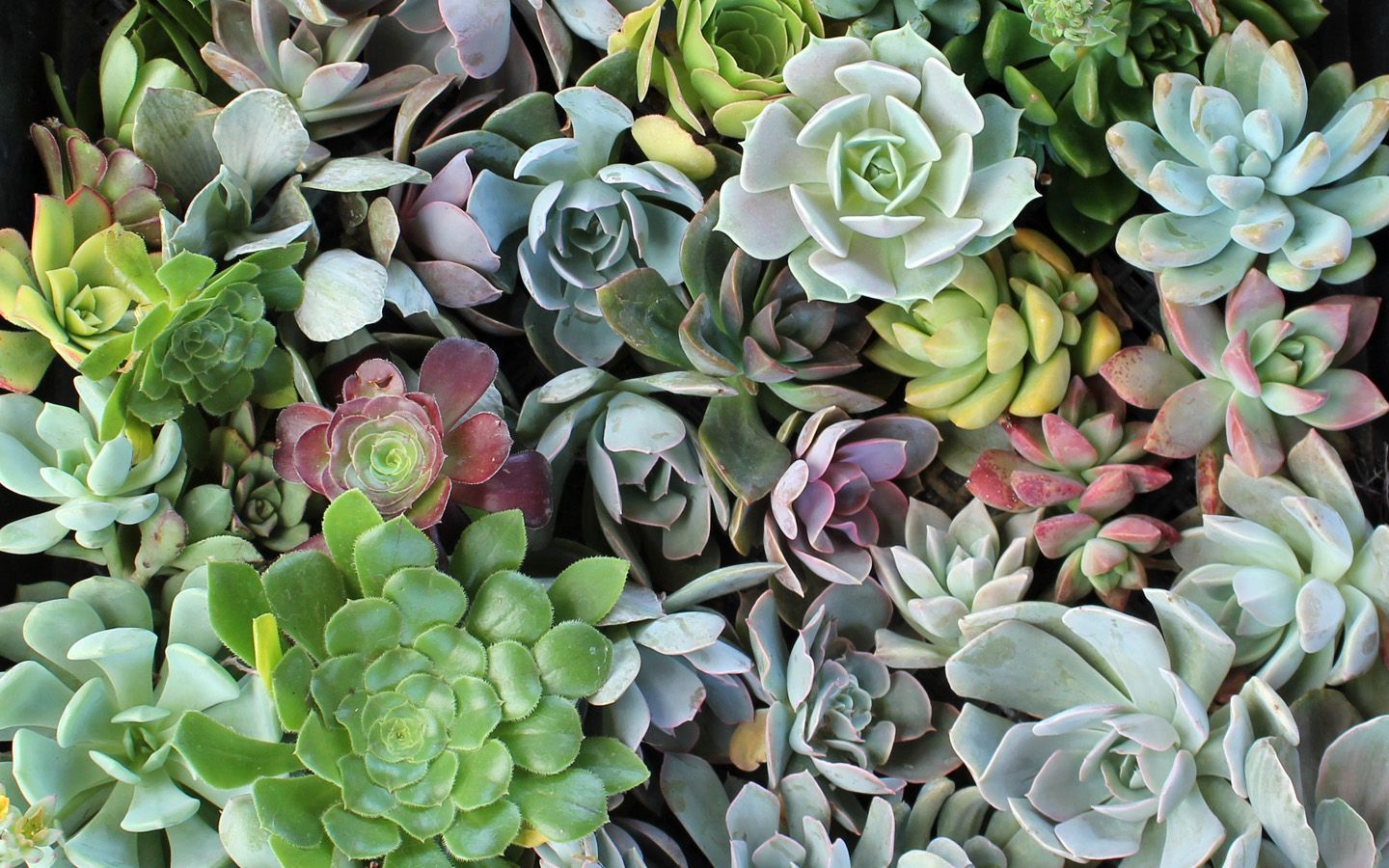 Piante grasse succulente colorate, 1440x900 HD, Desktop