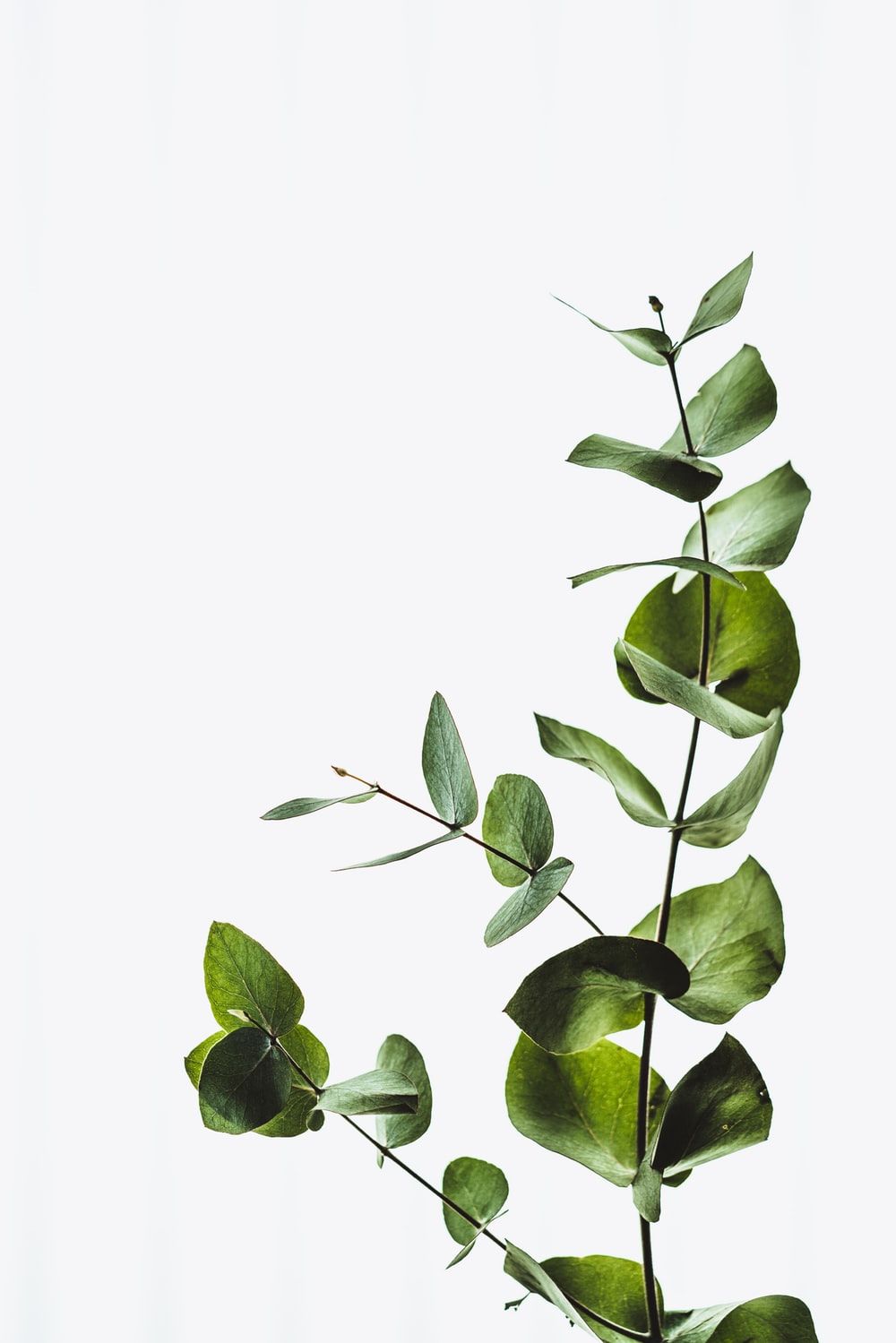 Ramo di eucalipto verde minimalista, 1000x1499 Full HD Verticale, iPhone