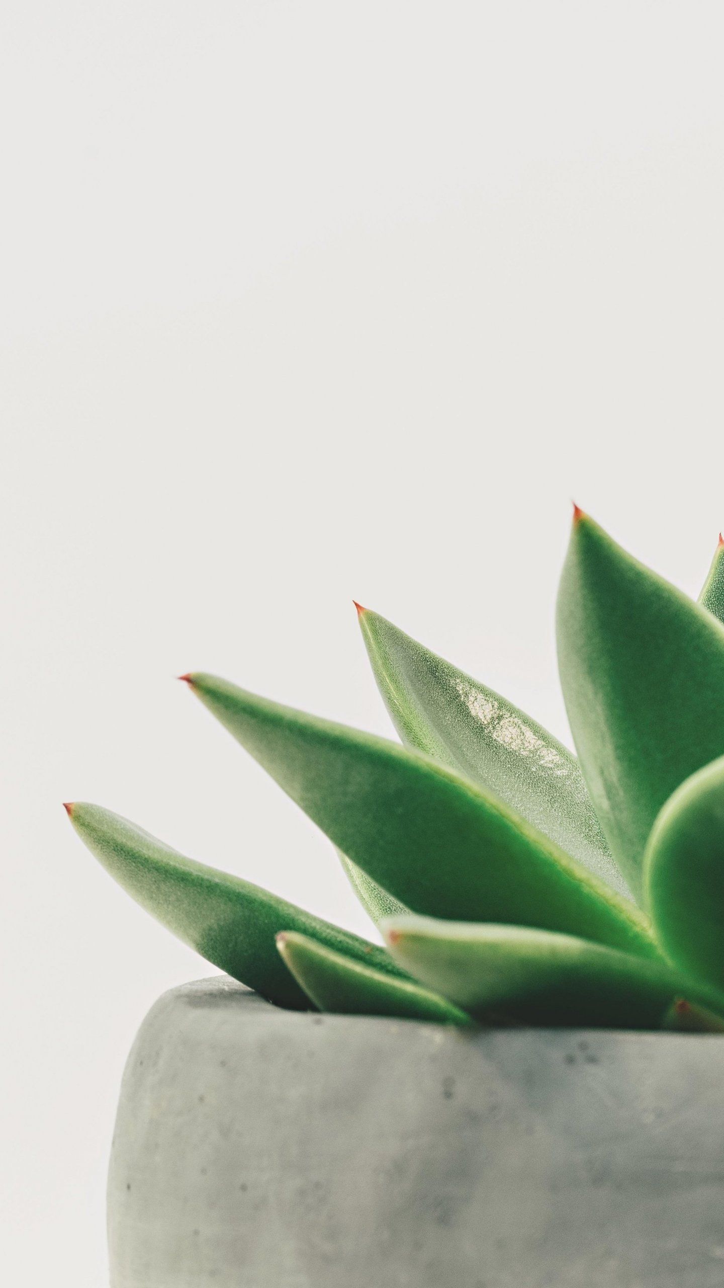 di Piante Minimaliste, 1440x2560 Full HD Verticale, iPhone