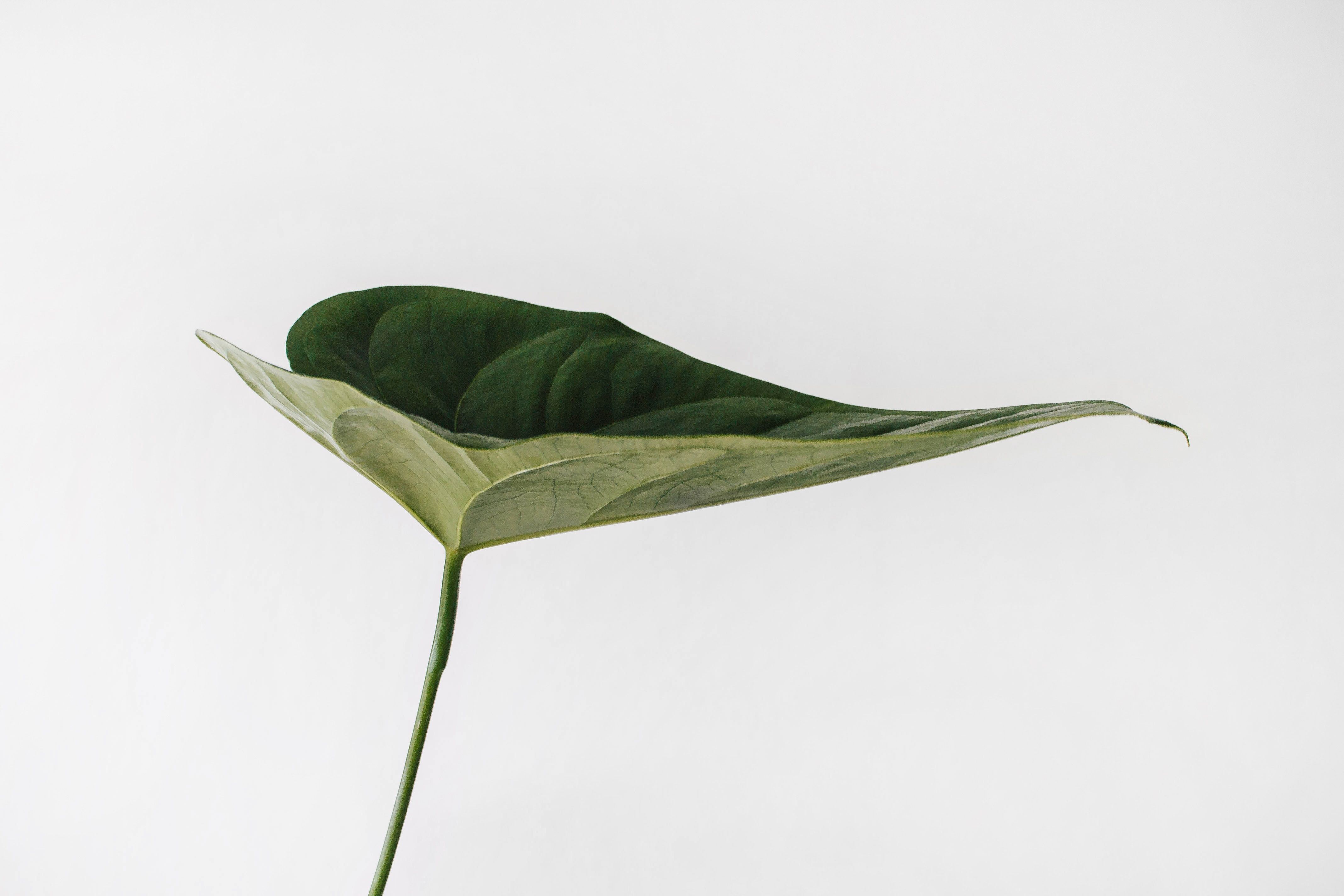 Foglia verde minimalista sfondo bianco, 4272x2848 4K, Desktop 4K