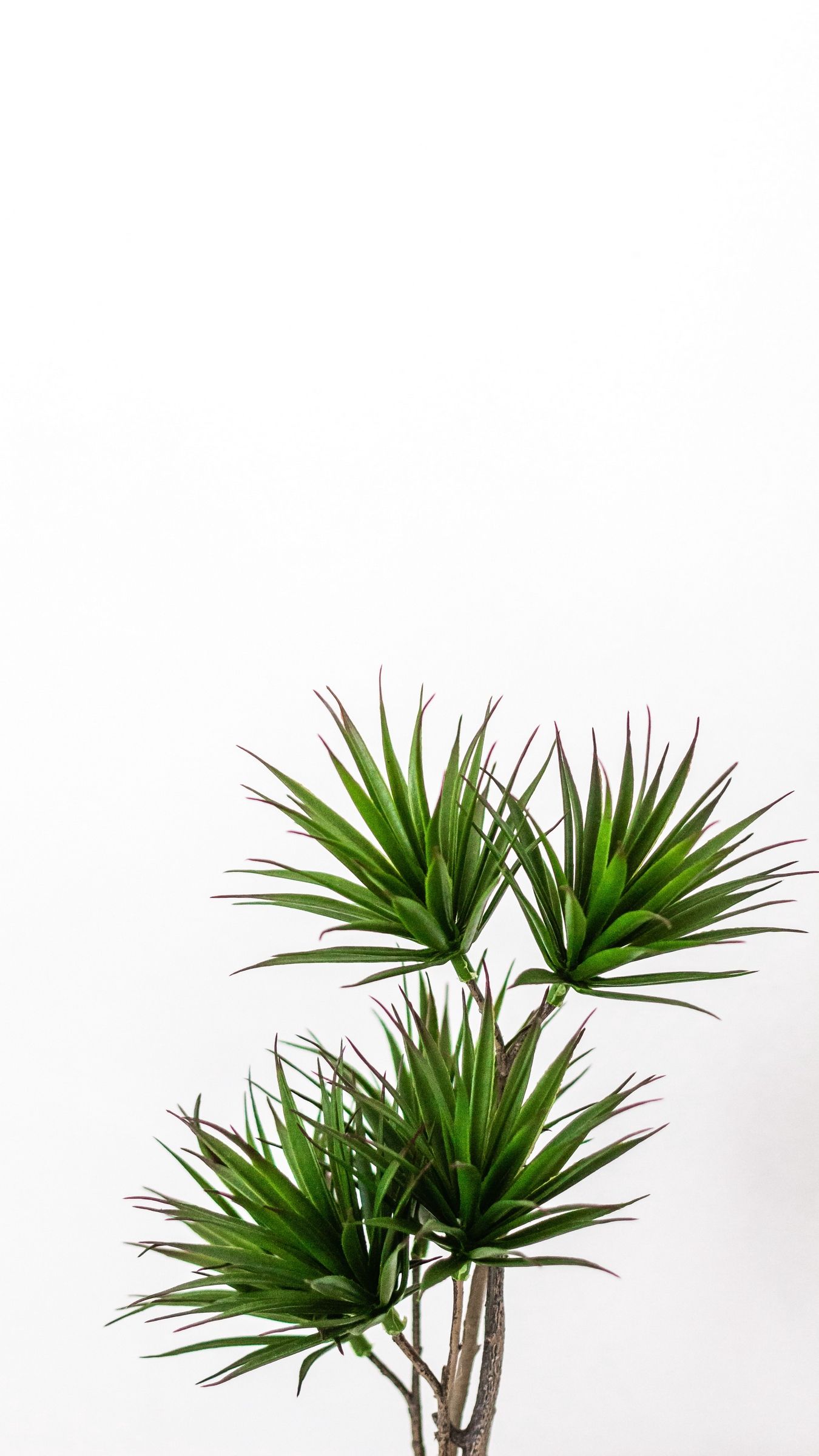 Pianta verde minimalista sfondo bianco, 1350x2400 Full HD Verticale, iPhone