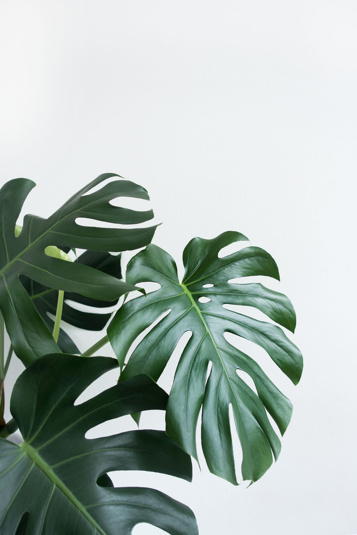 Foglie monstera verde minimaliste, 1365x2048 Verticale, Telefono