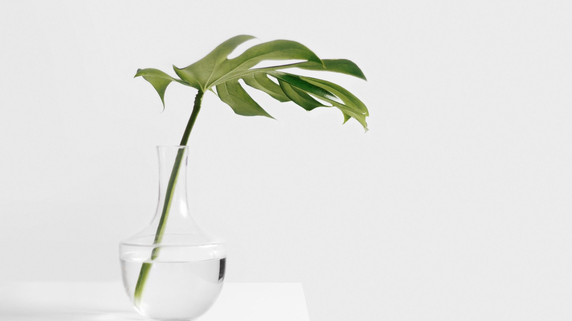 Foglia di monstera in vaso, 1920x1080 Full HD 1080p, Desktop