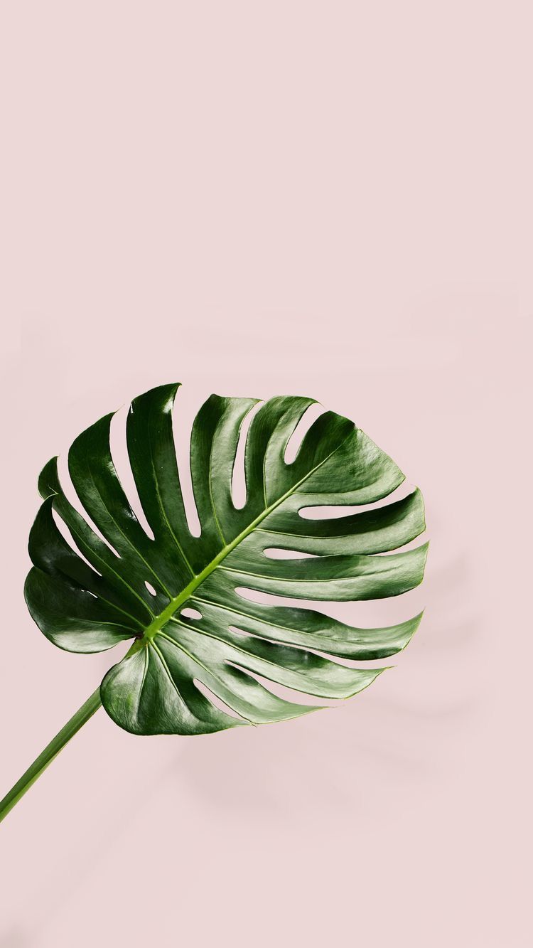 Foglia monstera sfondo rosa, 750x1333 Full HD Verticale, Smartphone
