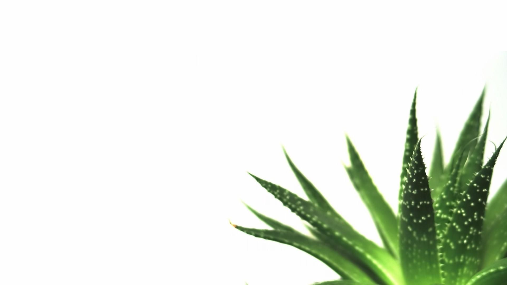 Pianta di aloe vera, 1920x1080 1080p, PC