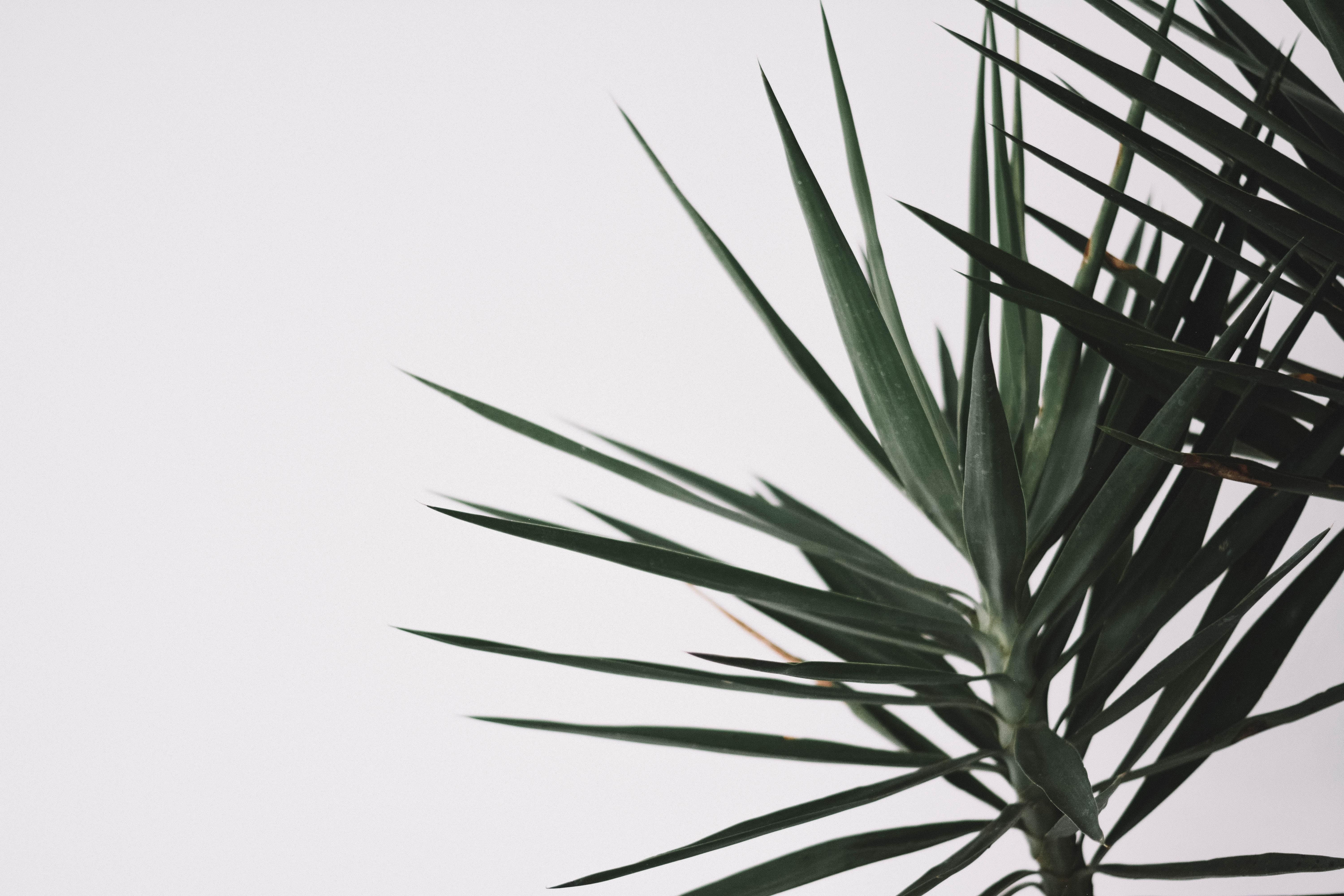 Foglie di palma verde minimaliste, 6000x4000 UHD, Monitor 4K