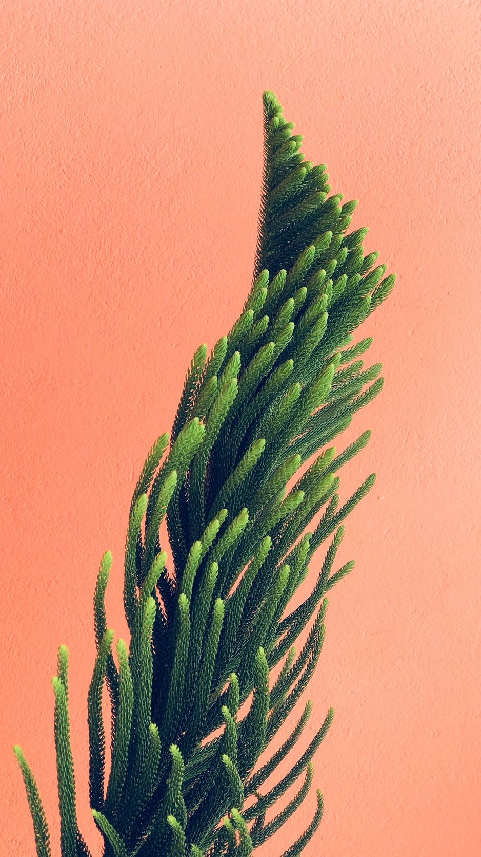 Pianta conifera minimalista sfondo corallo, 938x1668 Full HD Verticale, iPhone