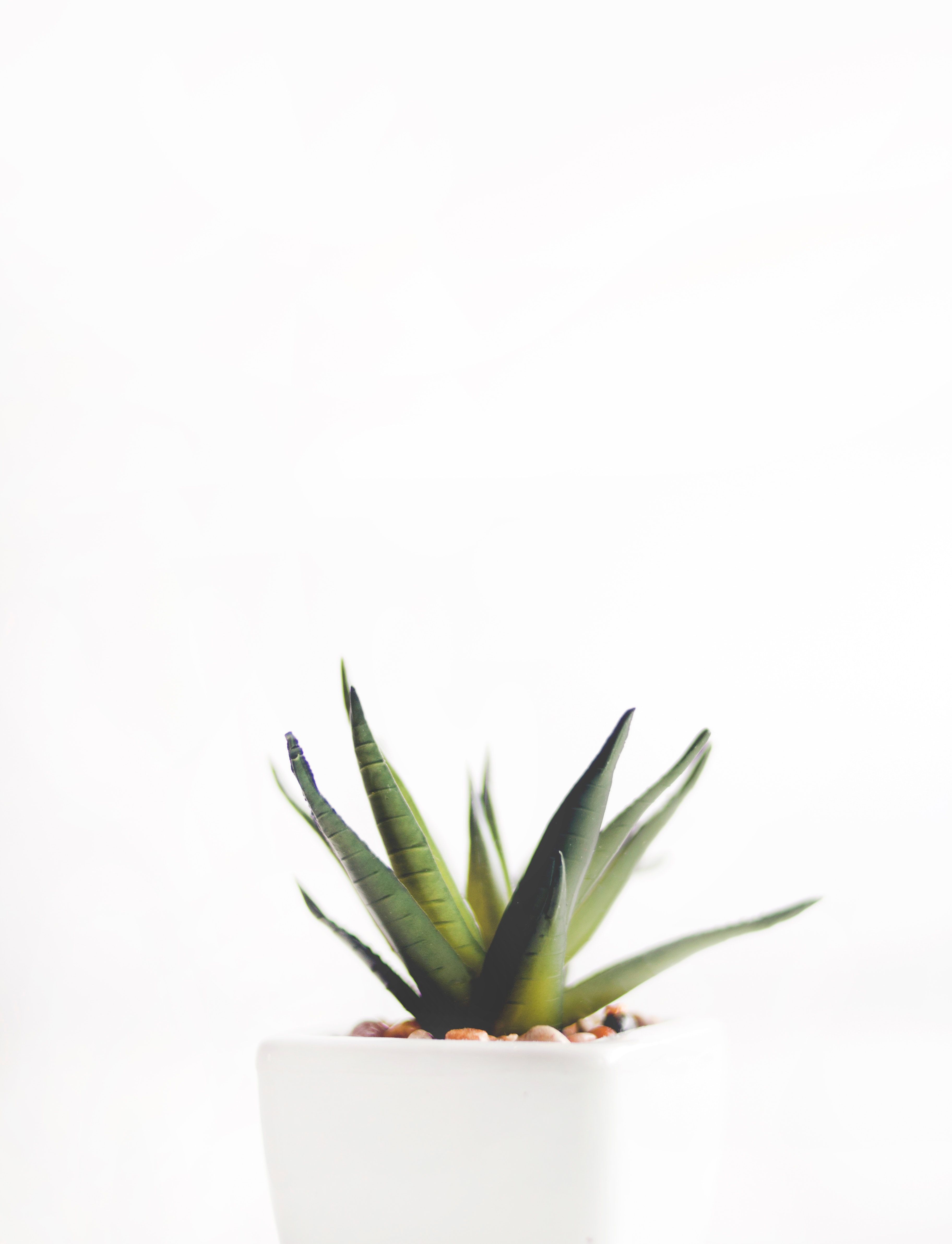 Pianta di aloe in vaso bianco, 3648x4765 Full HD Verticale, iPhone