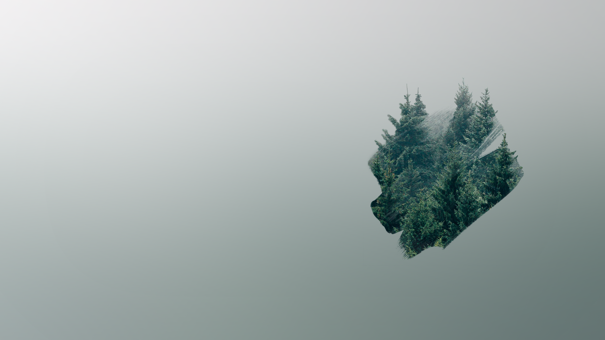Abete fluttuante nella nebbia, 2560x1440 QHD, Laptop