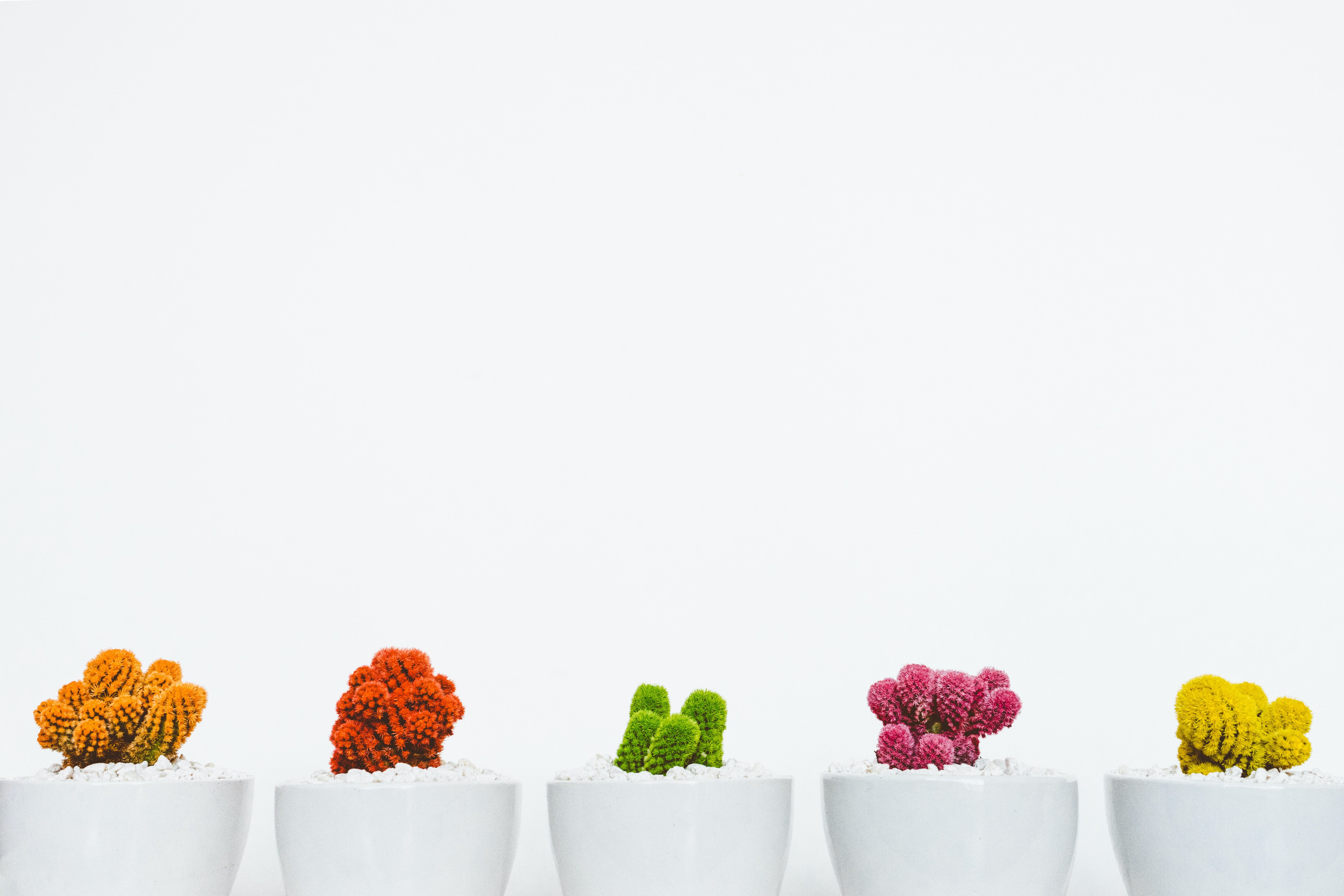Cactus colorati in vasi bianchi, 5950x3967 4K Ultra HD, Monitor 4K
