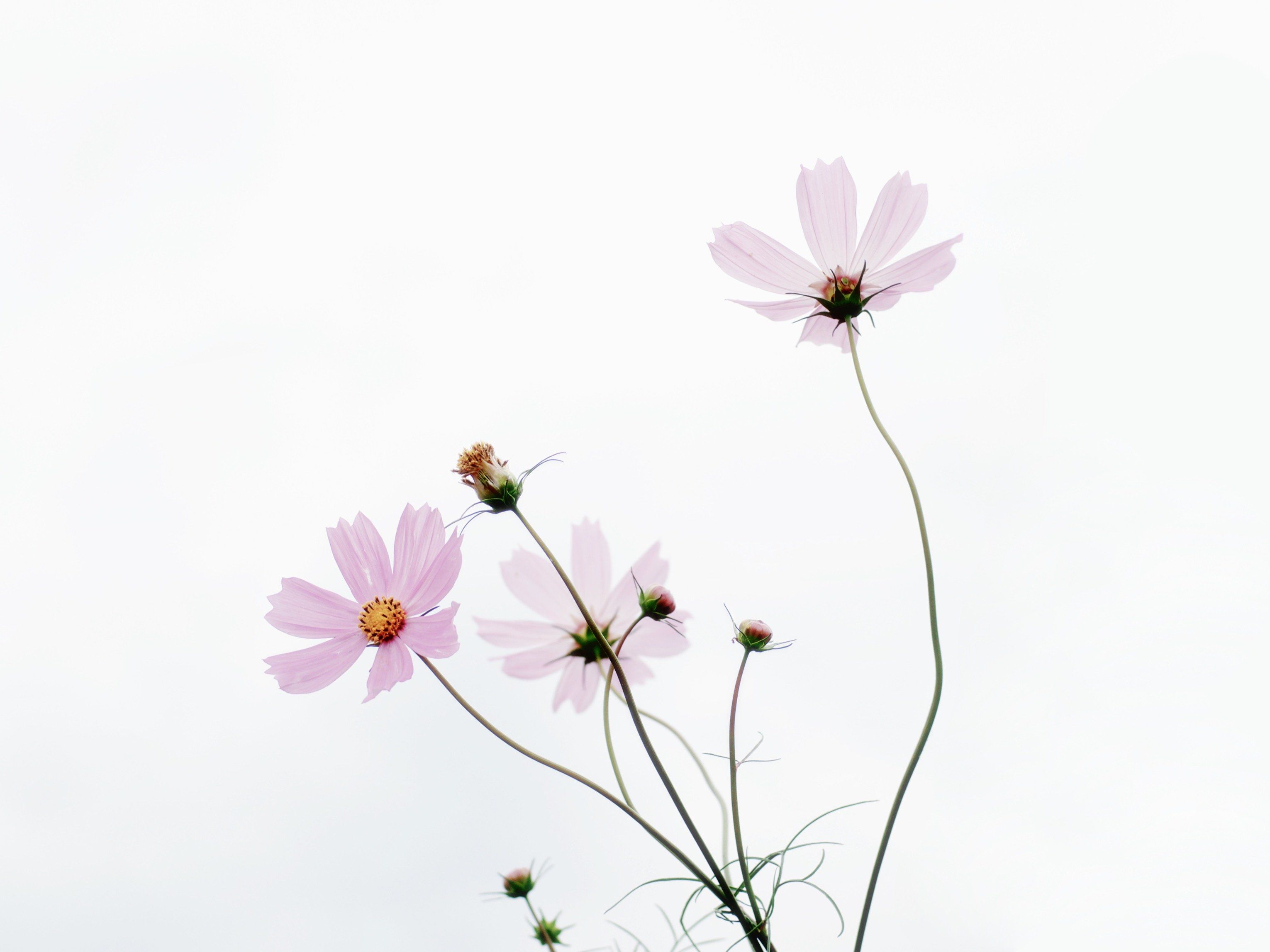 Fiori cosmos rosa minimalisti, 3061x2295 2K+, PC
