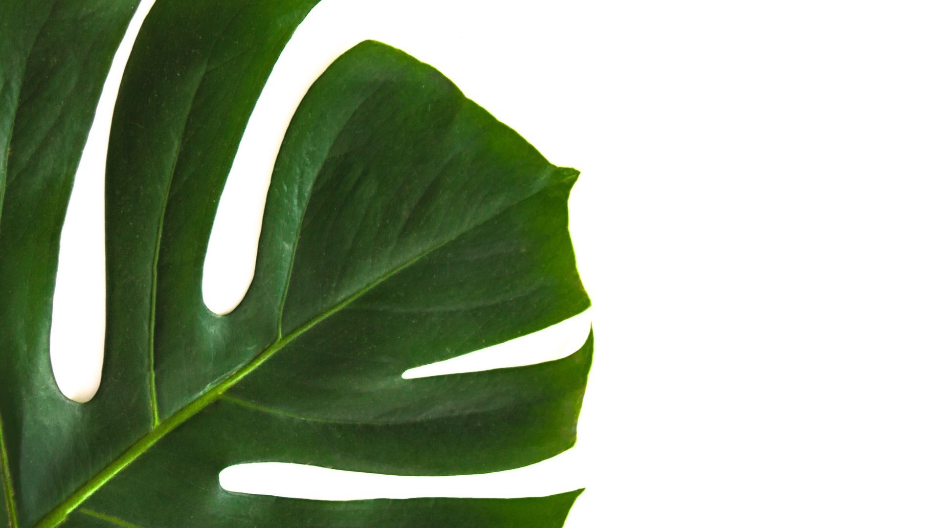 Foglia monstera verde minimalista, 1920x1080 1080p, Desktop