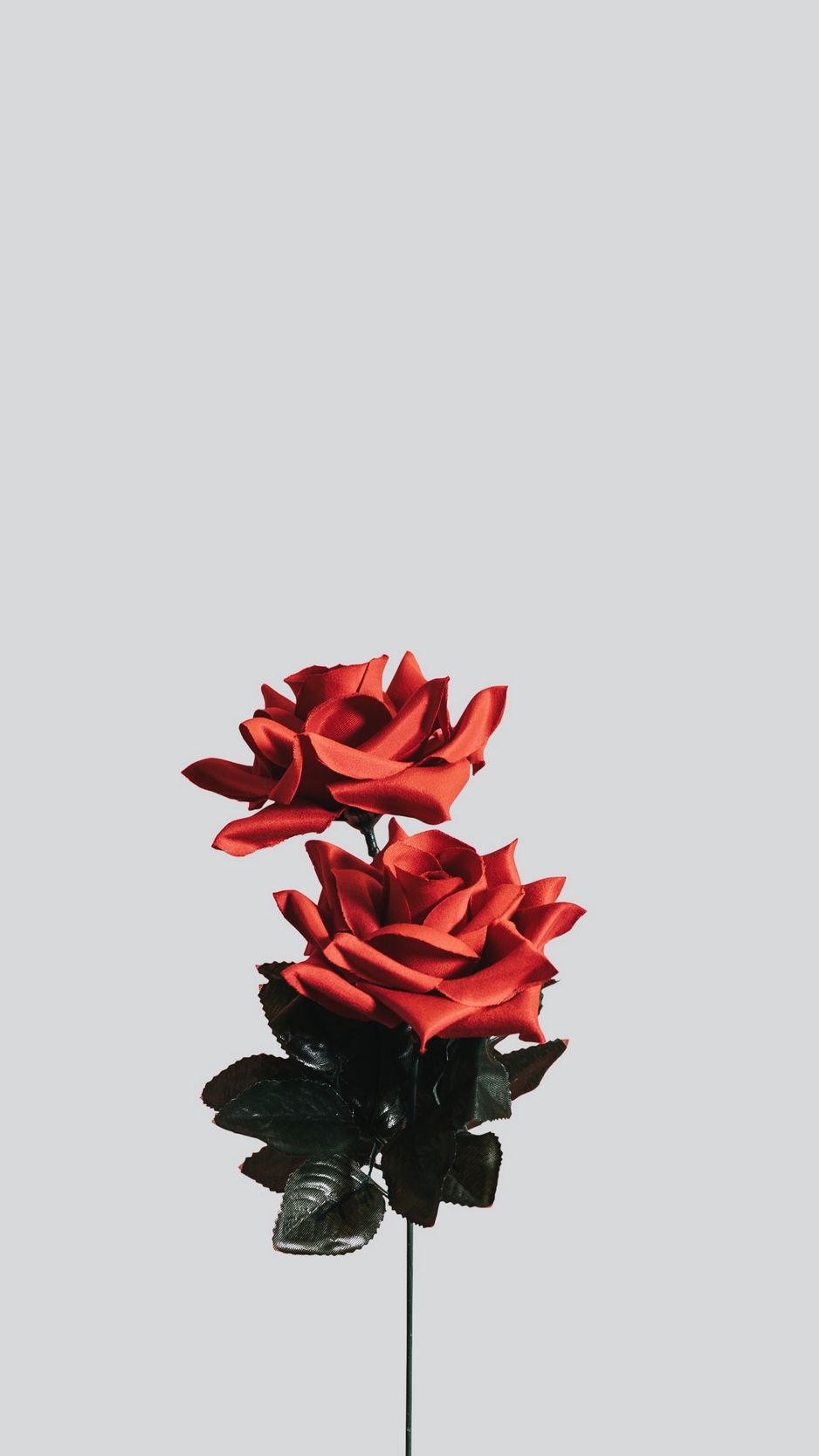 Rose rosse minimaliste sfondo grigio, 938x1668 Verticale, Telefono
