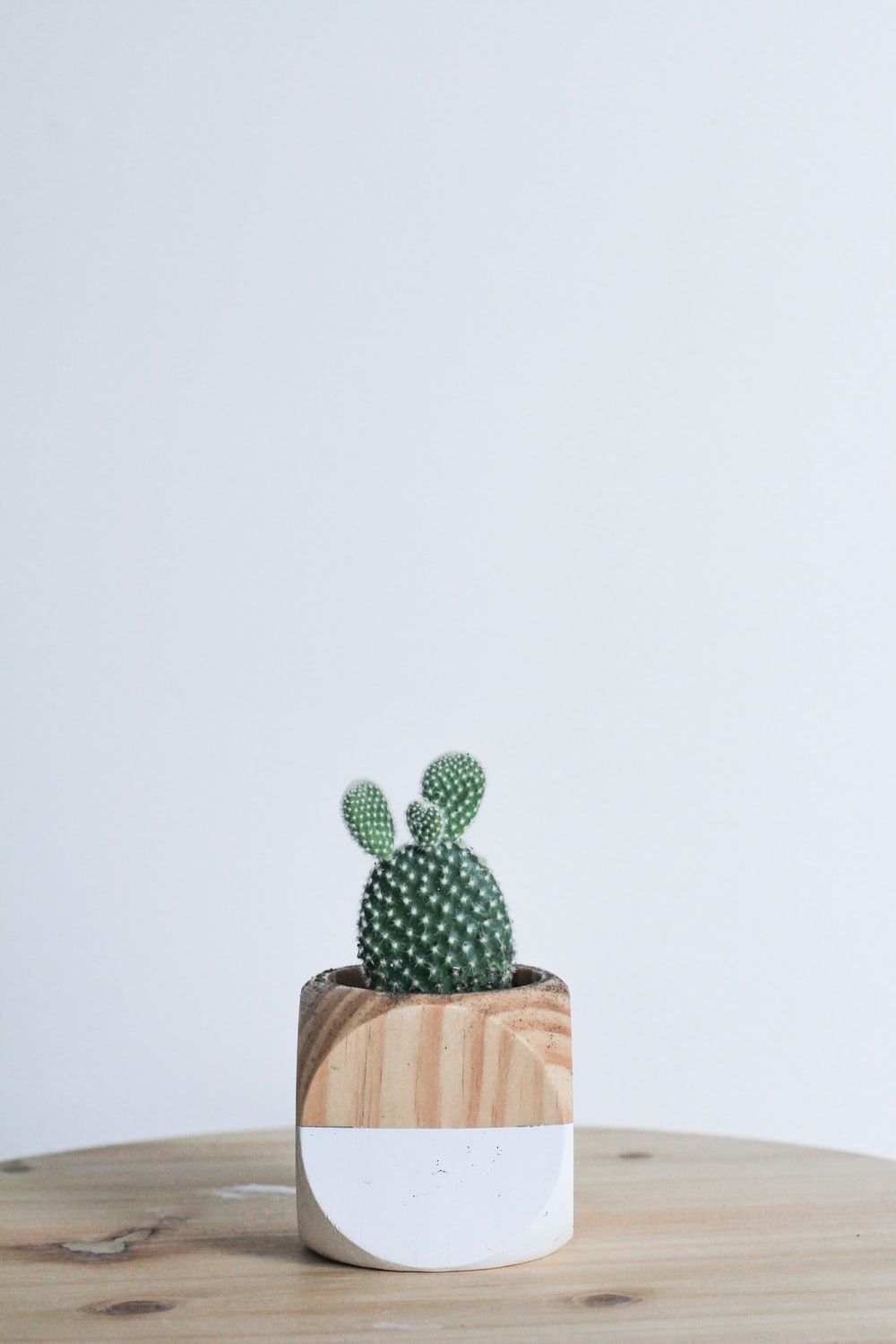 cactus in vaso legno bianco, 1000x1500 Full HD Verticale, Smartphone
