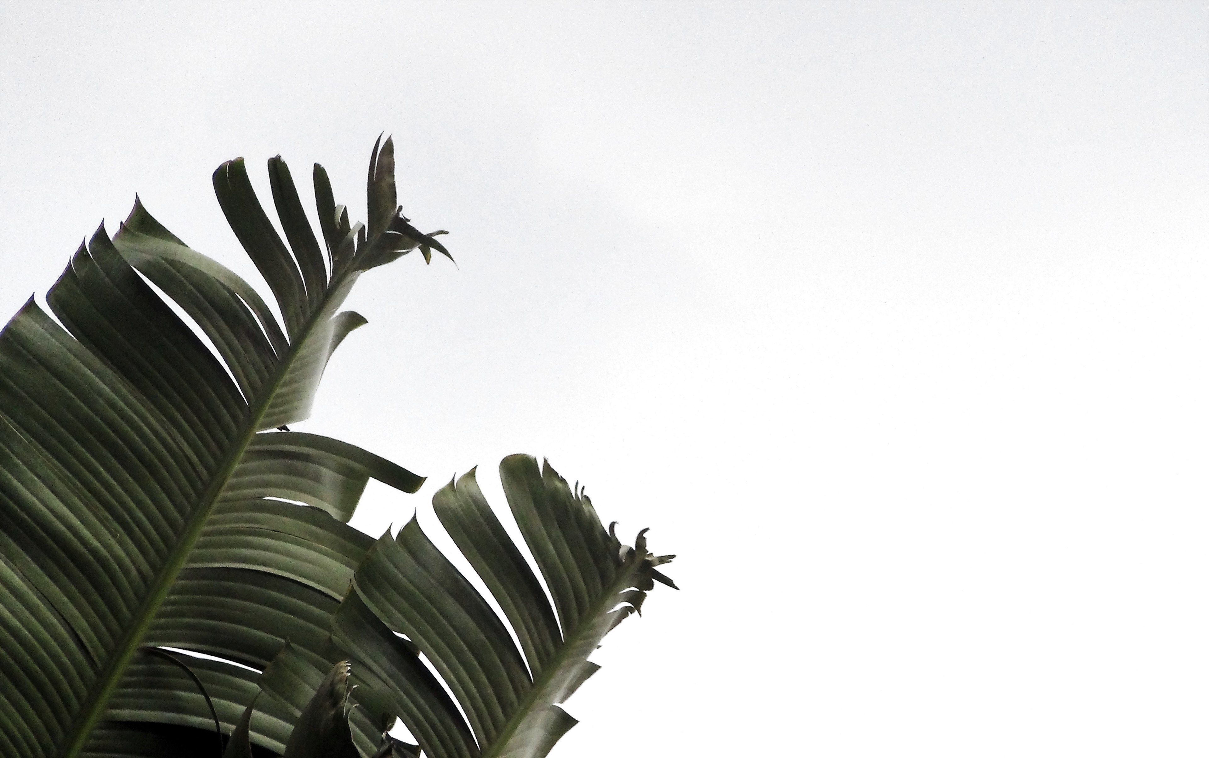Foglie di palma minimaliste, 3840x2408 Ultra HD, 4K TV