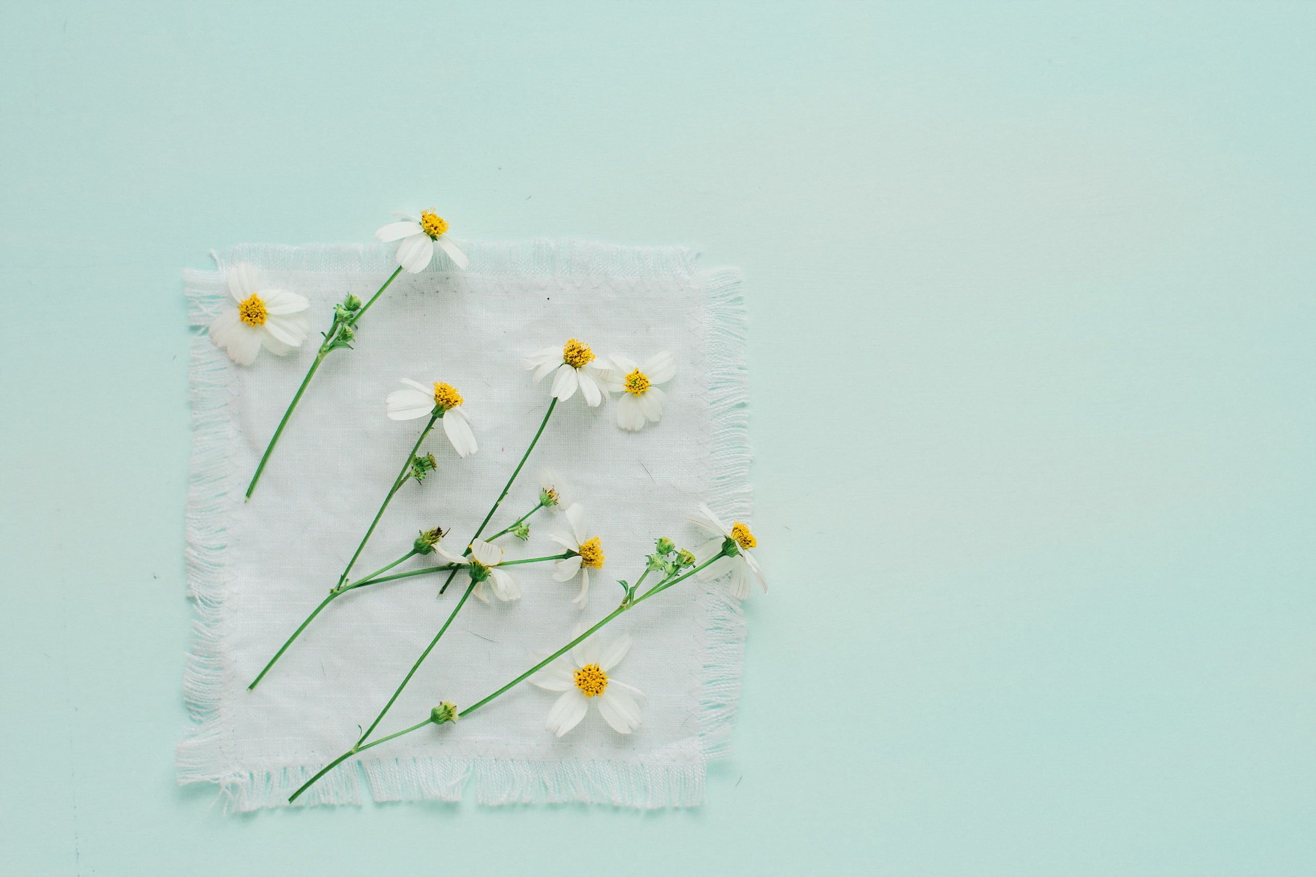 Fiori bianchi di camomilla minimal, 2560x1707 2K+, Monitor Gaming