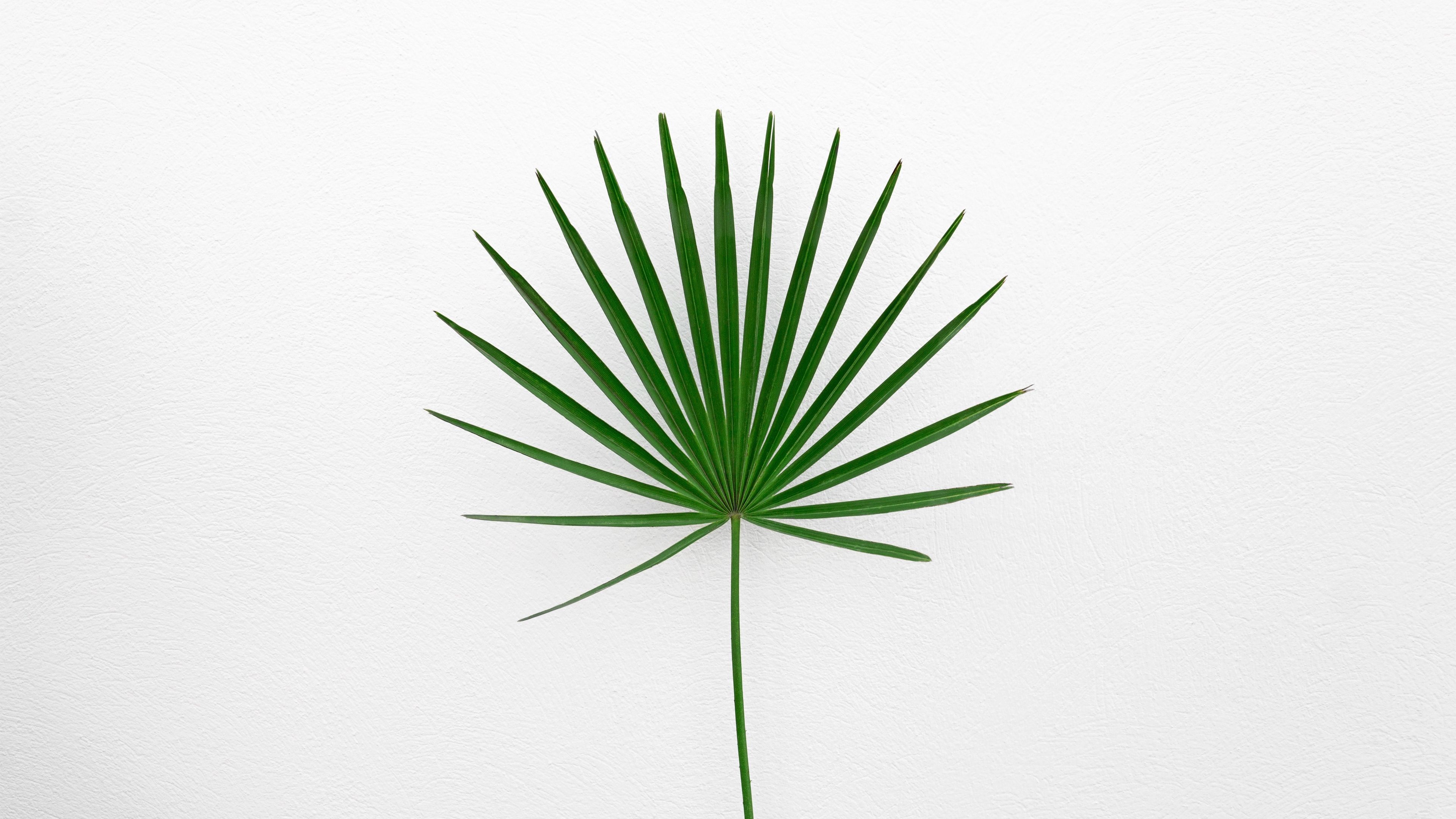 Foglia di palma verde minimalista, 3840x2160 4K Ultra HD, Monitor 4K
