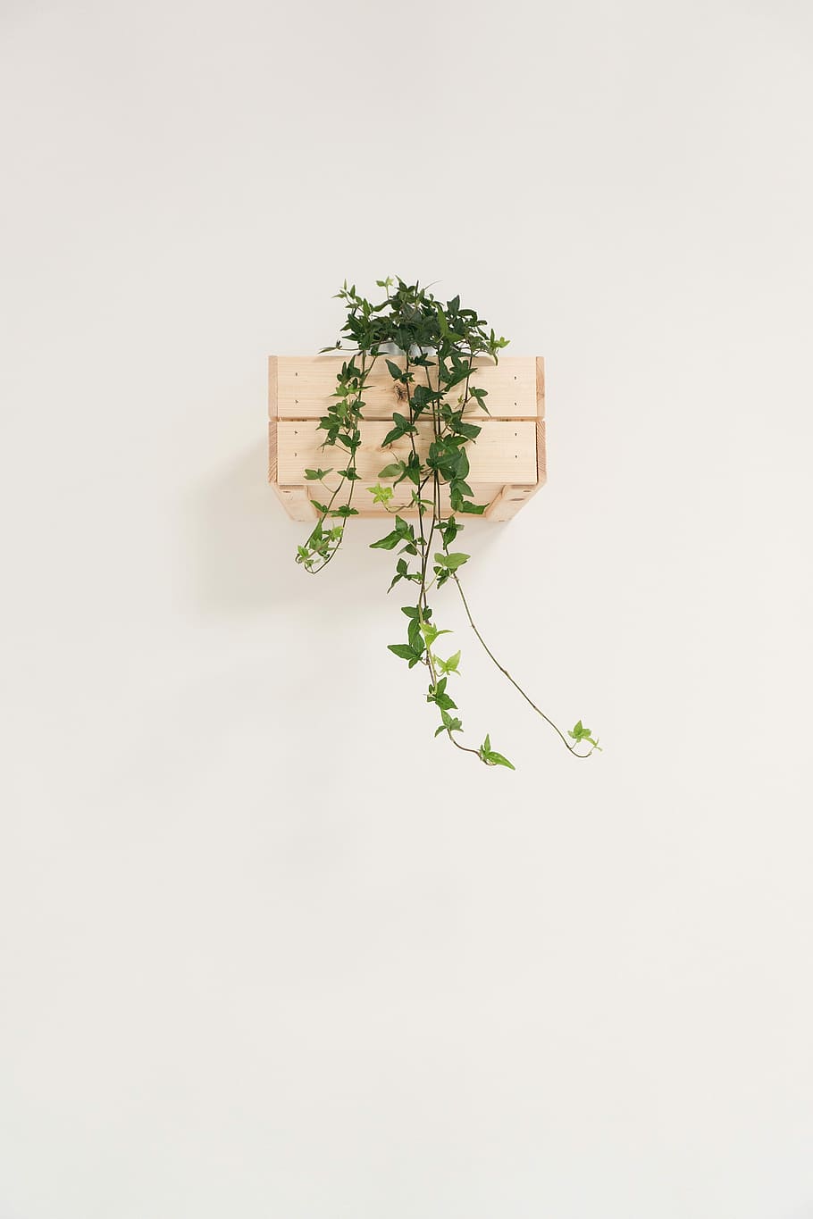 Edera in vaso legno sospeso, 910x1365 Verticale, OnePlus