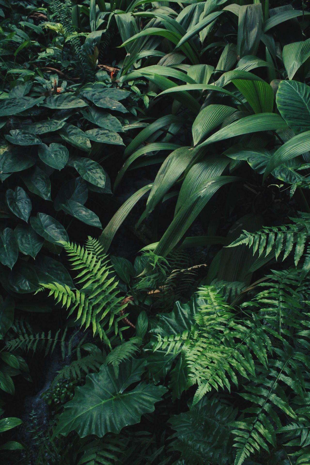 Foglie verdi tropicali fitte, 1280x1920 Full HD Verticale, iPhone